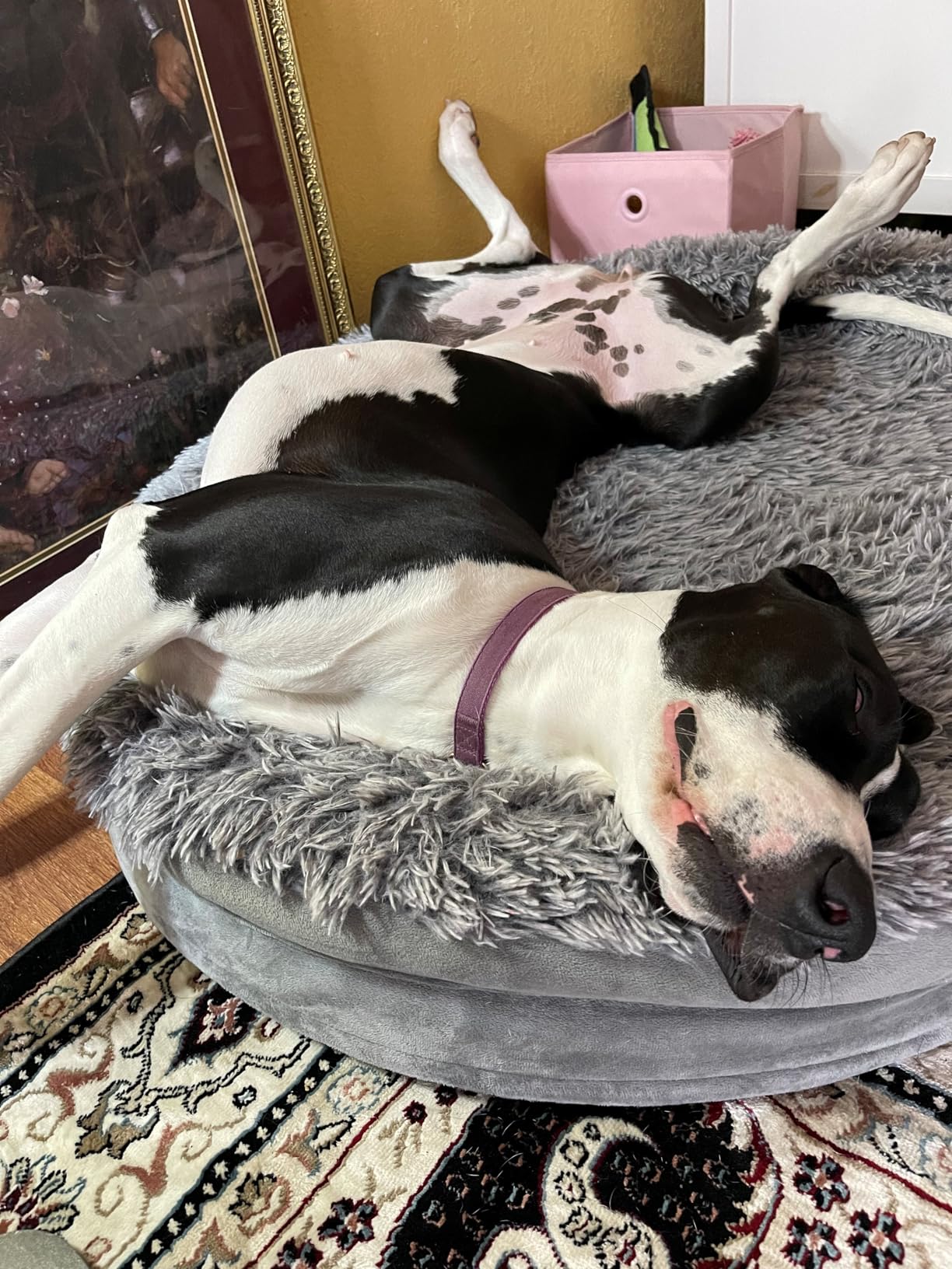 Fluffy 3.7 inch Thickened Orthopedic Dog Beds for Extra Large Dogs, Supportive Dog Sofa Bed with 28D Egg-Crate Foam, Removable Washable Cover, Waterproof Lining, Cozy Oval Design, Grey customer photo 1