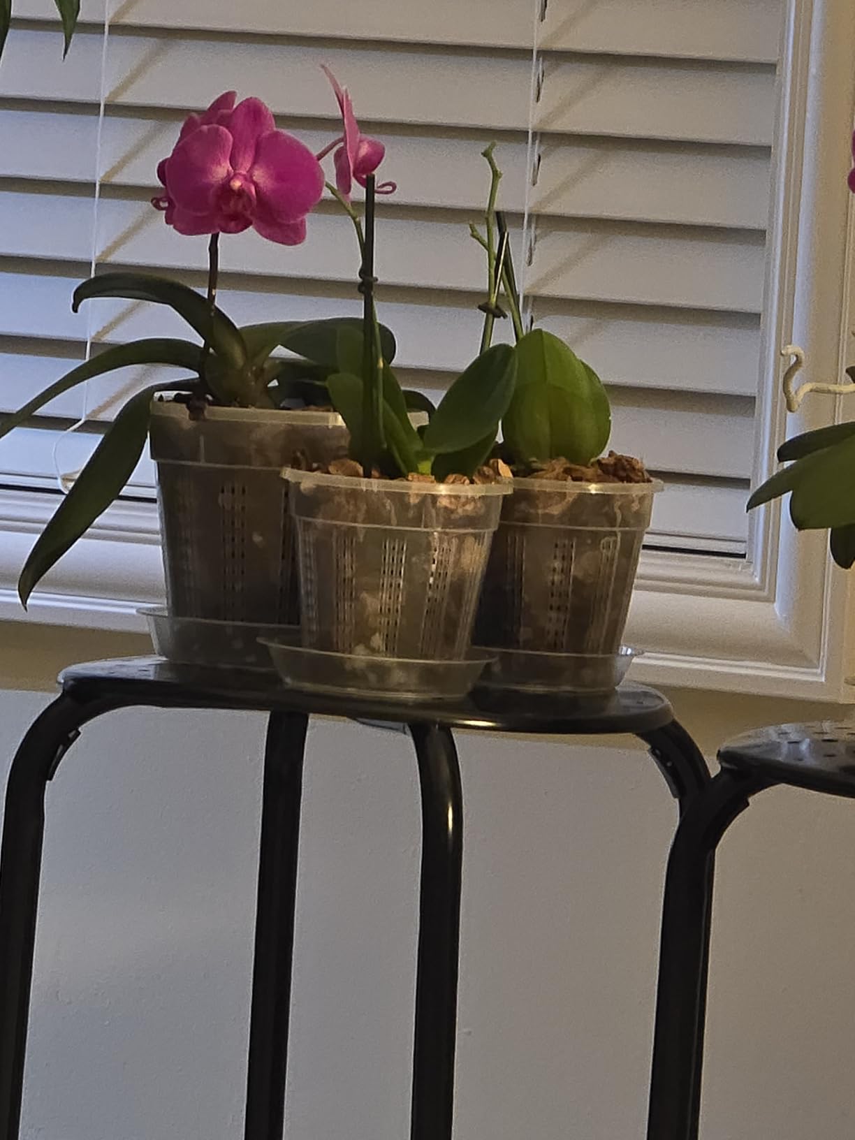 Orchid Pot, 2 Each of 4.3