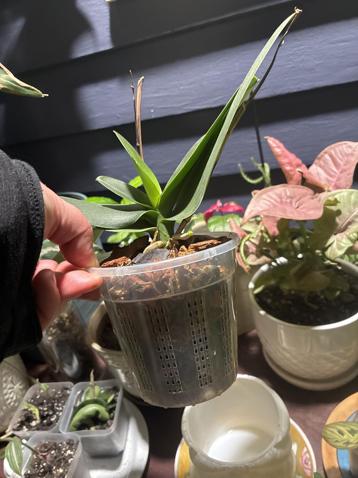 Orchid Pot, 2 Each of 4.3