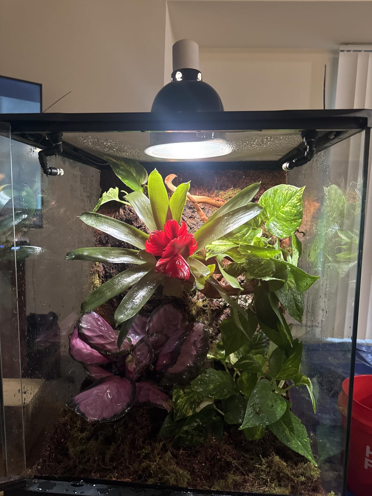 Reptile Mister With Inner Clock, Easy to Setup Misting Timer for Reptile Tanks, DIY Misting System for Amphibians, and Rainforest Plants customer photo 2