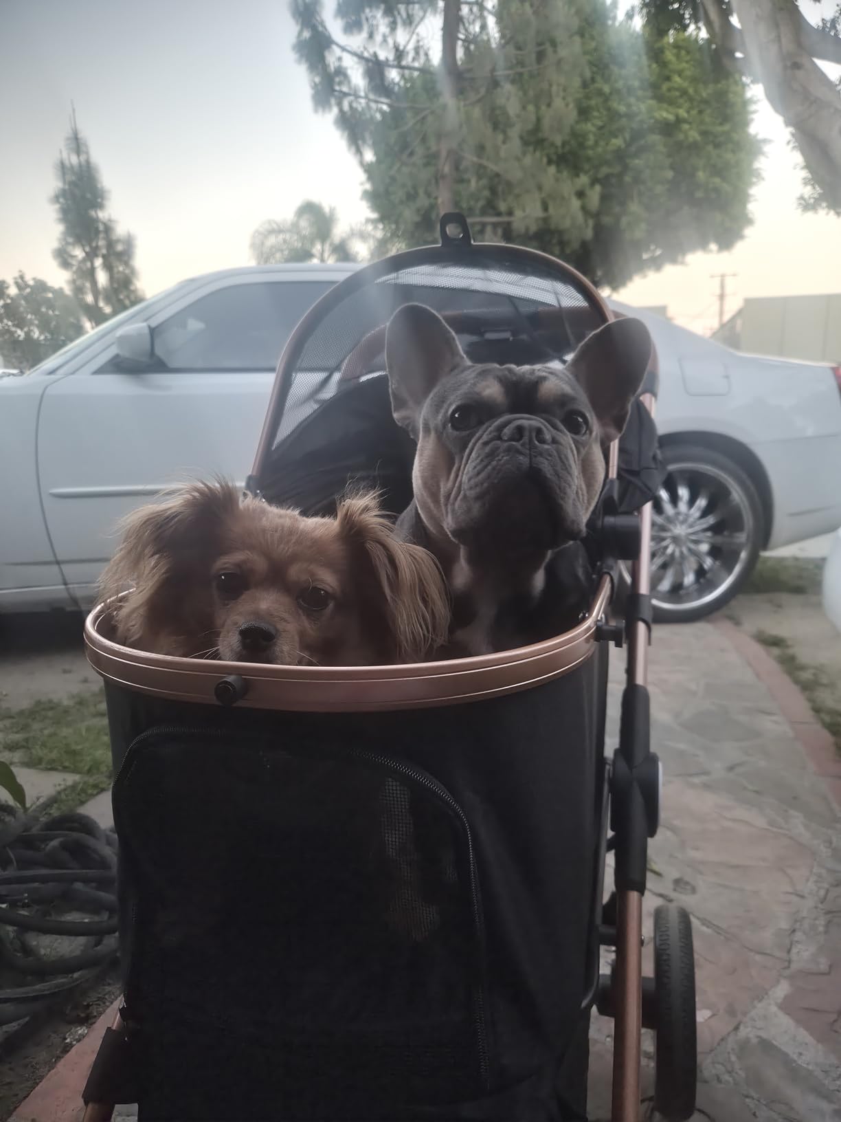 MAMIZO Pet Stroller for Medium Dogs Cats Up to 55 lbs, All-Terrain 3-in-1 Dog Stroller with Detachable Carrier, Rubber Wheels, One-Click Folding, Storage Basket & Cup Holder, for Senior Dogs & Cats customer photo 1