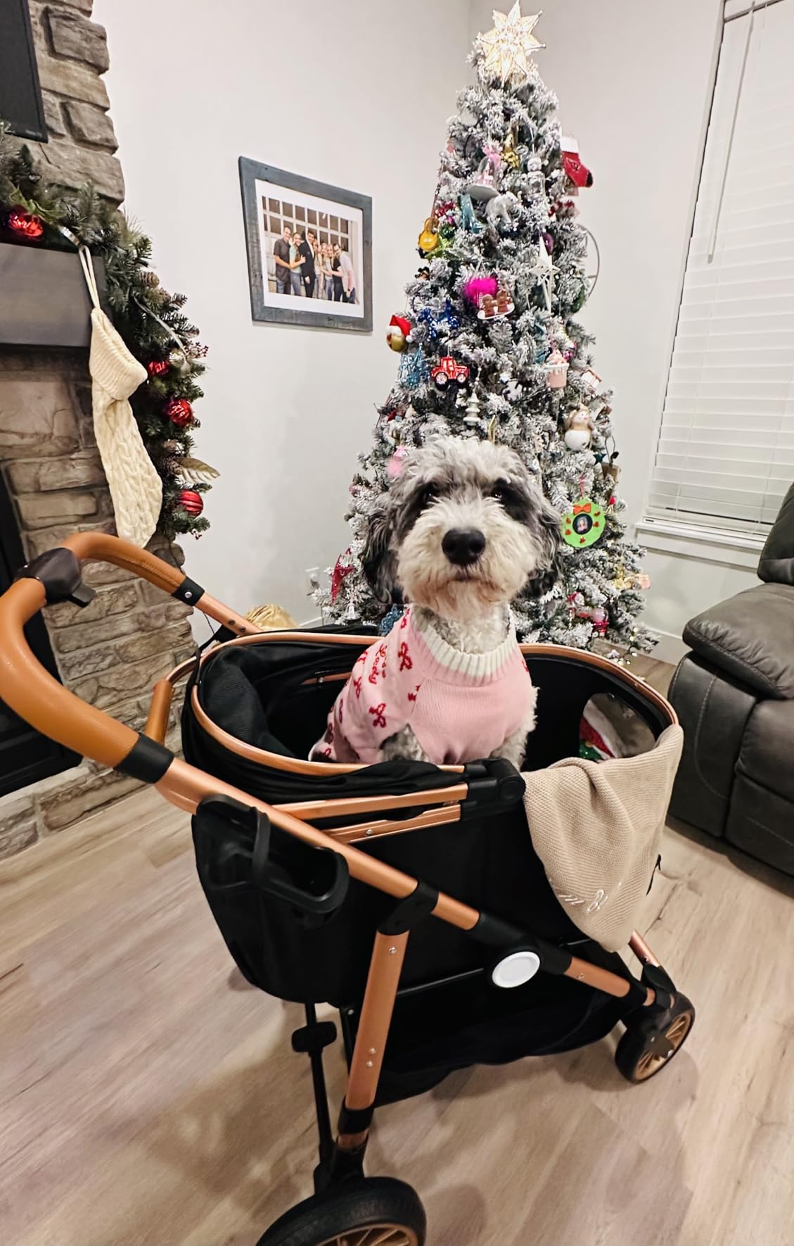 MAMIZO Pet Stroller for Medium Dogs Cats Up to 55 lbs, All-Terrain 3-in-1 Dog Stroller with Detachable Carrier, Rubber Wheels, One-Click Folding, Storage Basket & Cup Holder, for Senior Dogs & Cats customer photo 2