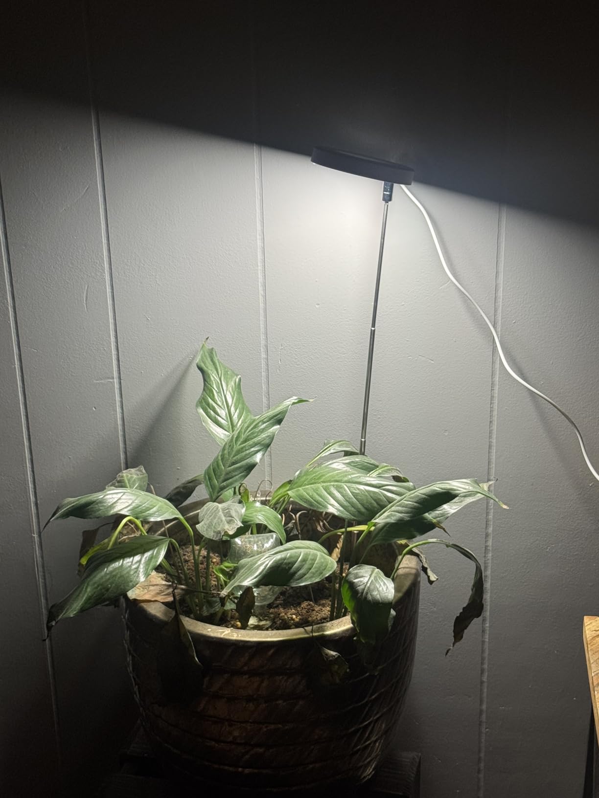 LBW Grow Light for Indoor Plants, Full Spectrum Plant Light with Base, Height Adjustable Plant Growing Lamp with Auto On/Off Timer 6/8/12/16H, 3 Colors,5 Dimmable Brightness, for Small Plants, White customer photo 1