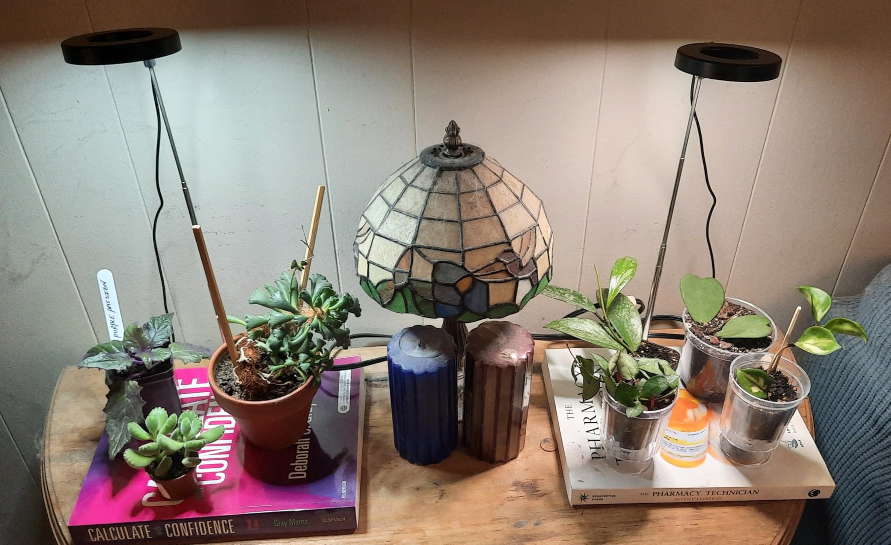 LBW Grow Light for Indoor Plants, Full Spectrum Plant Light with Base, Height Adjustable Plant Growing Lamp with Auto On/Off Timer 6/8/12/16H, 3 Colors,5 Dimmable Brightness, for Small Plants, White customer photo 2
