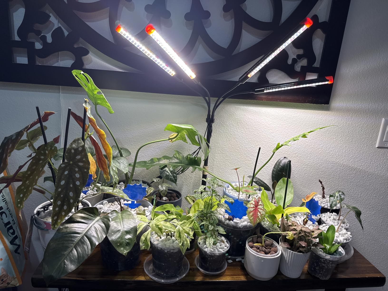 4Head Grow Light with Stand, Grow Lights for Indoor Tall Plants, Bonsai Tree, 4/8/12/16/20H Timer, 36 Watt Power Draw, NO Need Adapter, Bright and Big Coverage, Best Gift for Plants Lover customer photo 1