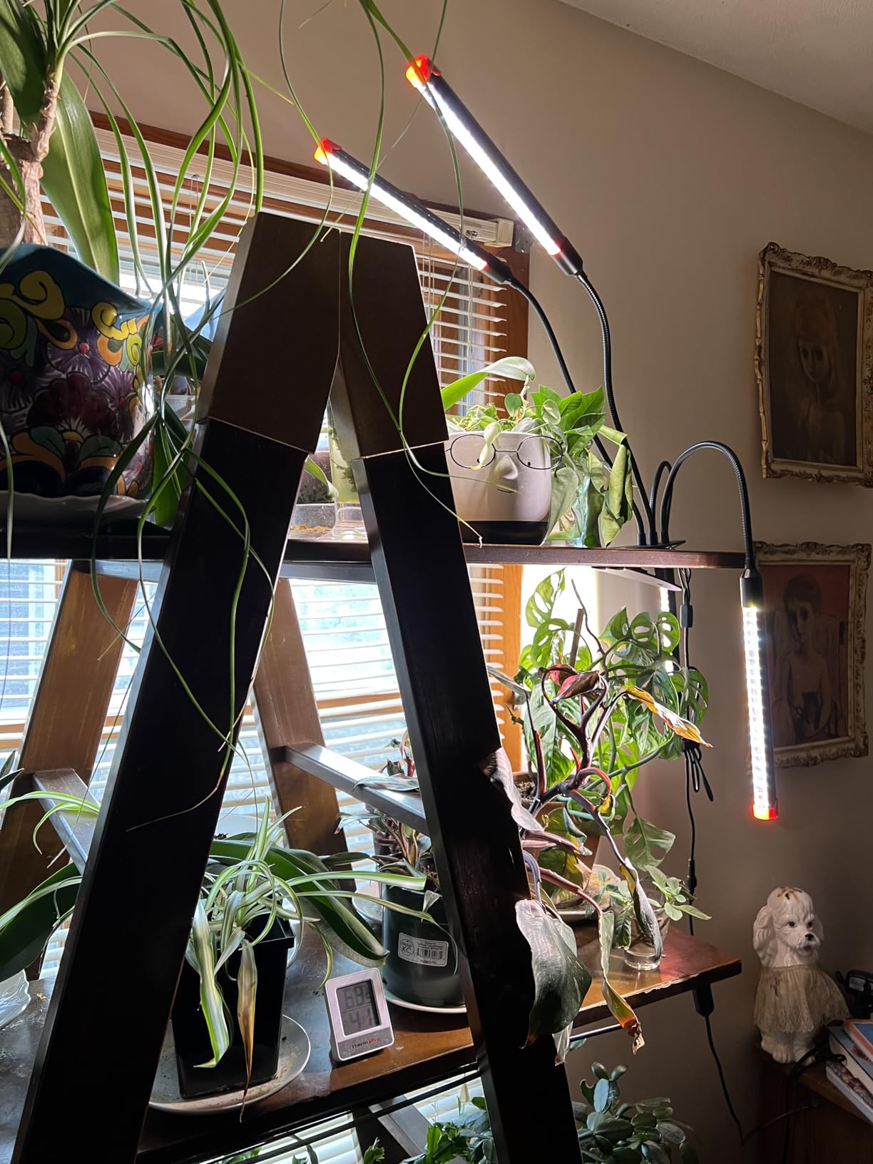 4Head Grow Light with Stand, Grow Lights for Indoor Tall Plants, Bonsai Tree, 4/8/12/16/20H Timer, 36 Watt Power Draw, NO Need Adapter, Bright and Big Coverage, Best Gift for Plants Lover customer photo 2