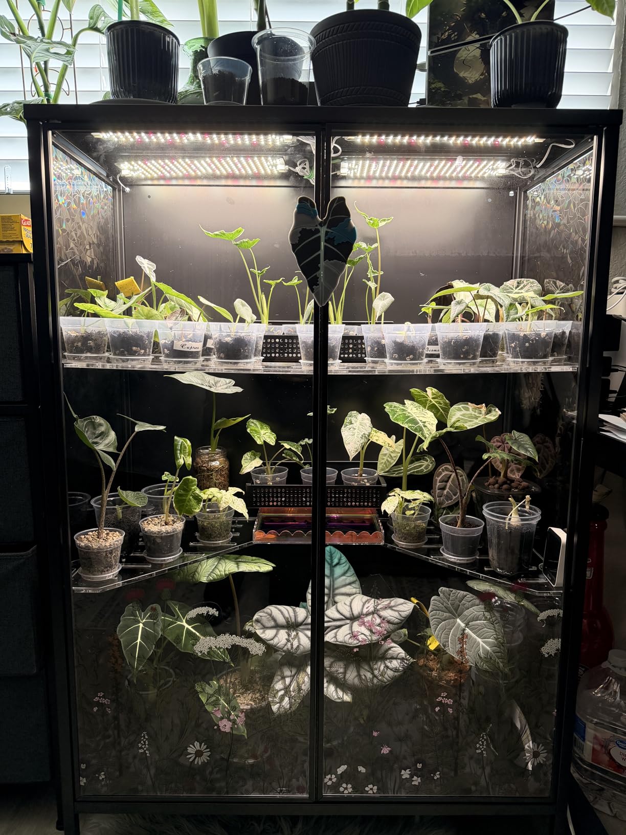 3Panel Grow Lights for Indoor Plants, Seed Starting, Veg, Pot Plants, Bonsai with Timer 4/8/12/16/20H, Ultra-Thin Under Cabinet & Shelf Full Spectrum LED Plant Growing Lamps, Multi-Panels Free Connect customer photo 1