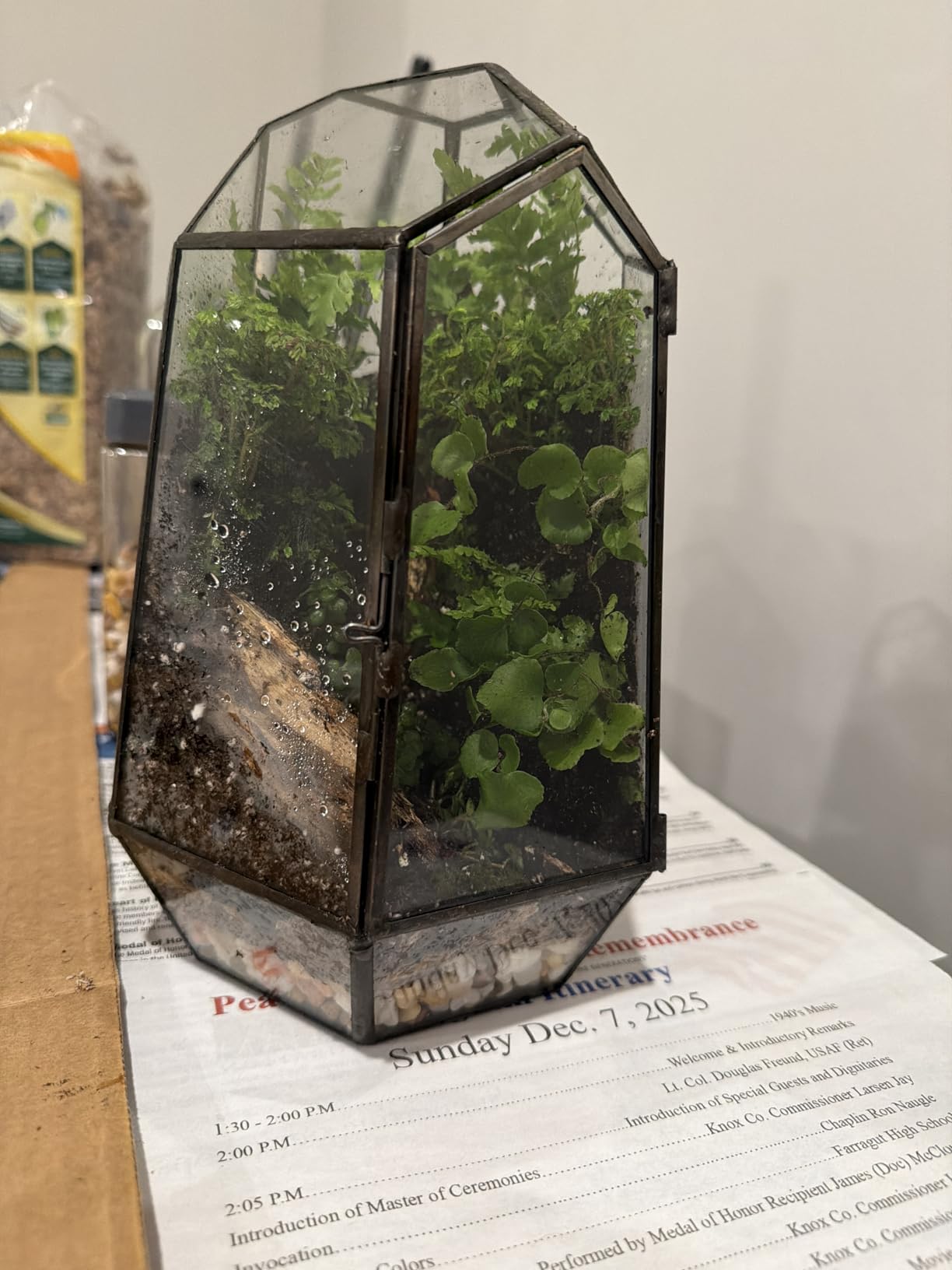 Glass Cloche Dome Terrarium with Base & Ventilation Holes - 7.9