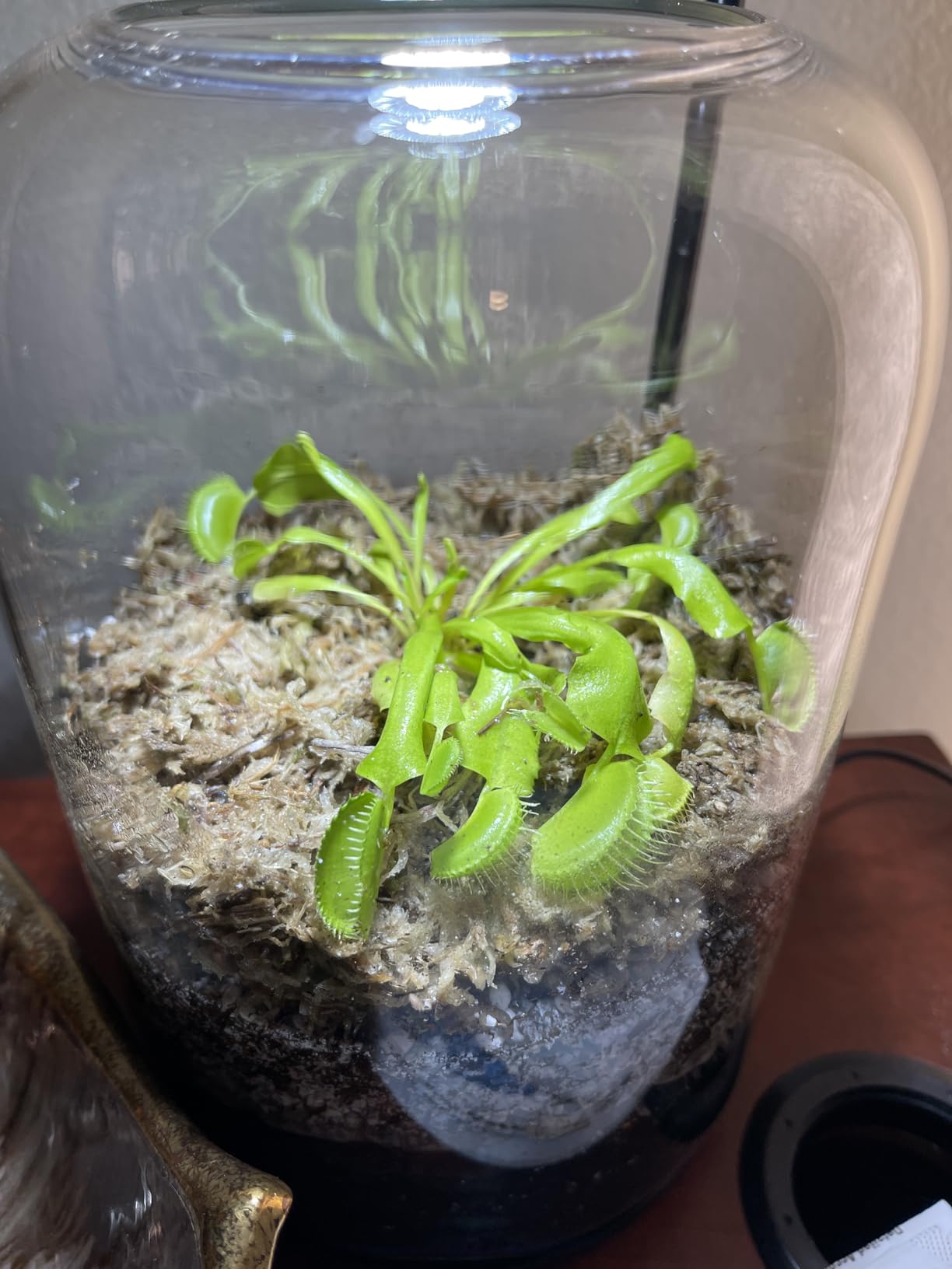 Glass Plant Terrarium with LED Grow Light & Adjustable Ventilation, 8.2