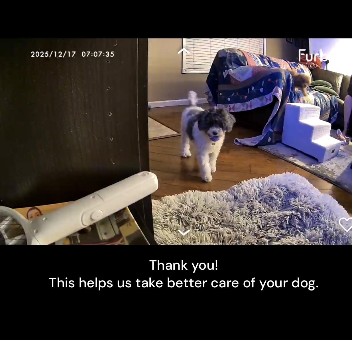 Furbo Mini 360° New 2K QHD Pet Camera - Dog & Cat Rotating Treat Dispenser w/Phone App, Smart Indoor Cam with 2-Way Speaker & Night Vision customer photo 2