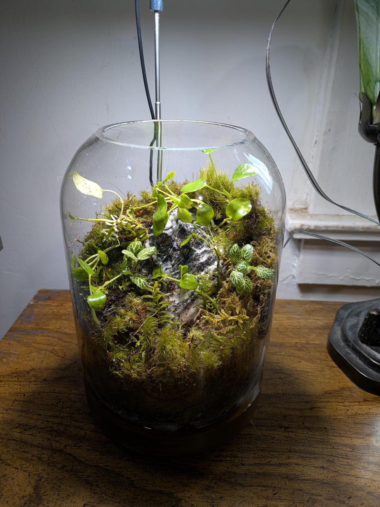 Exclusive Glass Terrarium, Beautifully Enhanced by a Natural Wood lid and Base. Excellent for Plants and Decoration, for Home or Office: Size: 8.7