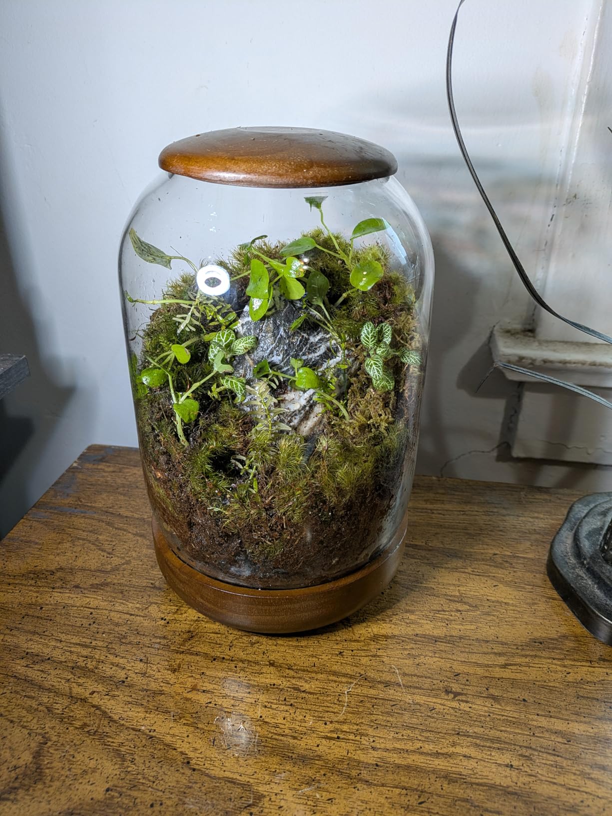Exclusive Glass Terrarium, Beautifully Enhanced by a Natural Wood lid and Base. Excellent for Plants and Decoration, for Home or Office: Size: 8.7