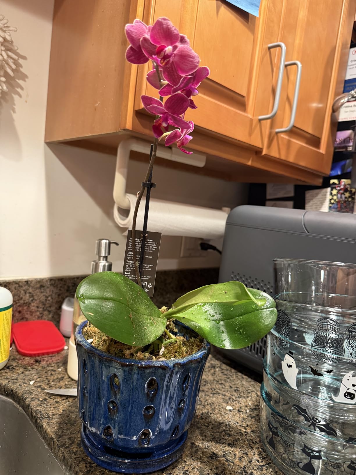 Ceramic Orchid Pot with Attached Saucer and Drainage Hole 6'' Orchid Planter (Cream) customer photo 1