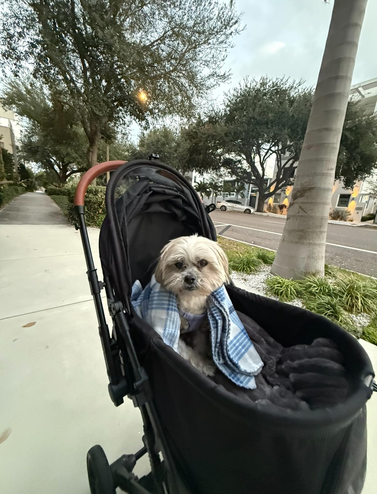 Pet Stroller for Small Medium Dogs Cats Up to 45 lbs, Travel Lite Collapsible, All Terrain 4 Wheels for Jogging, Running, Grey customer photo 2