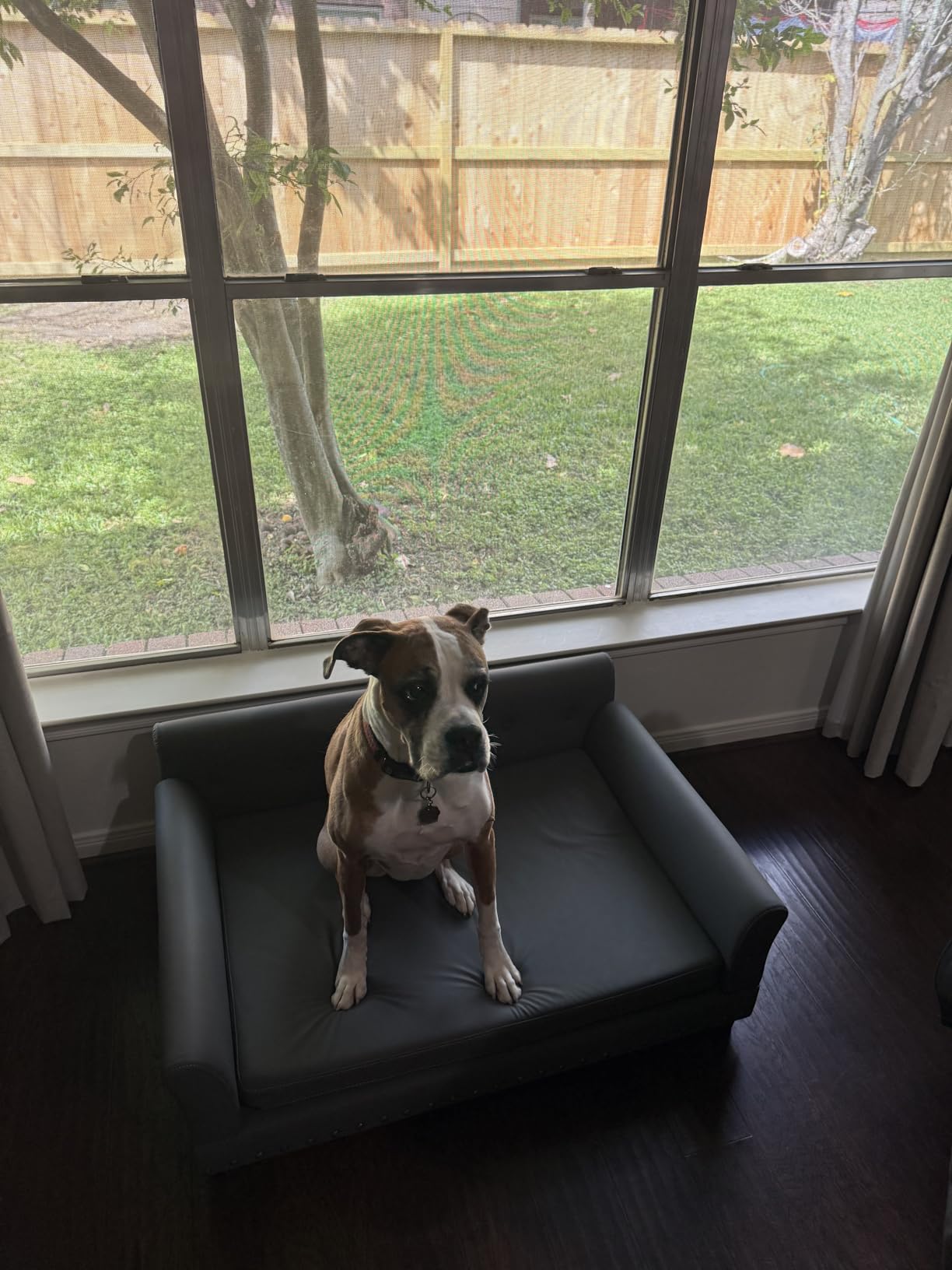 BingoPaw Large Leather Dog Sofa: Jumbo Pet Couch Made by Scratching Resistant Microfiber Leather - Indoor Elevated Dogs Chaise Bed for Doggy up to 120lbs customer photo 1