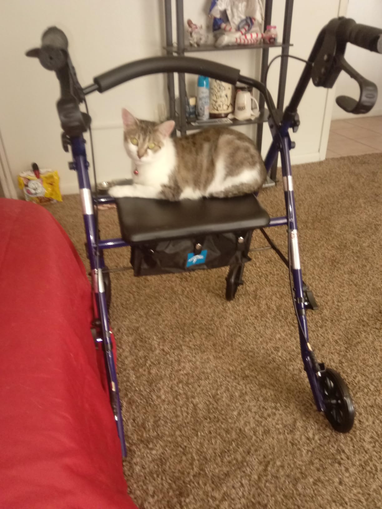 Caring 4-Wheel Rollator Walker for Seniors - Blue Rolling Walker with Seat, Hand Brakes & Storage - Heavy Duty Frame Supports 350 lbs - Foldable Mobility Aid customer photo 1