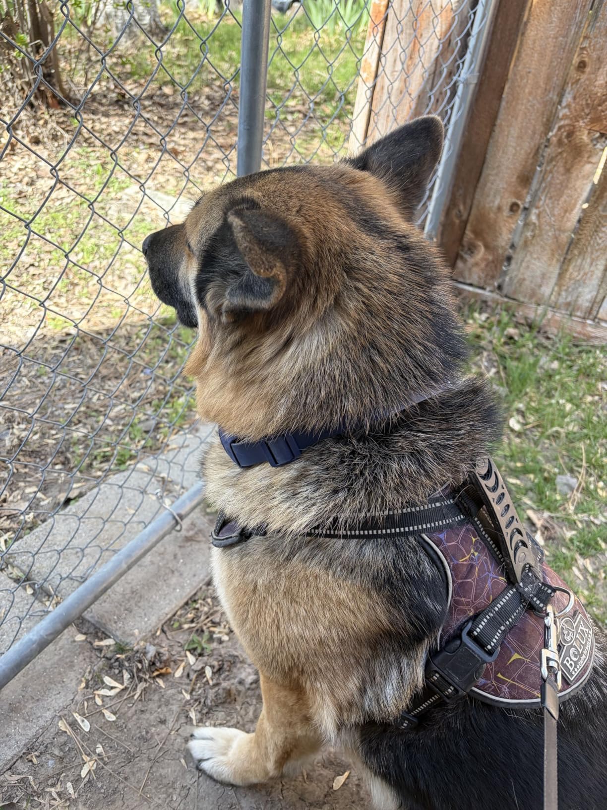 Halo Collar 5 Wireless Dog Fence & GPS Dog Collar, Keep Your Dog Safely Contained Outdoors with App-Controlled Boundaries and Real-Time Tracking, One Size, Orchid customer photo 1
