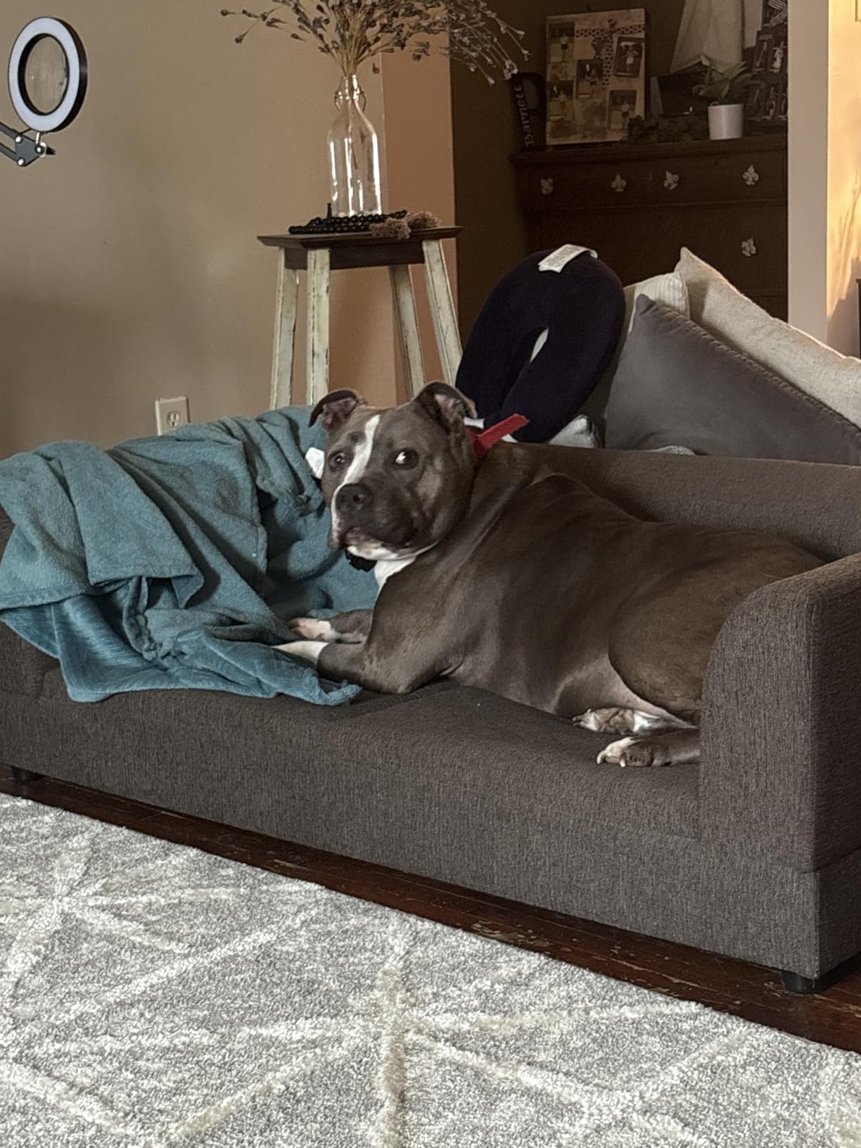 Dog Couch Bed, 38