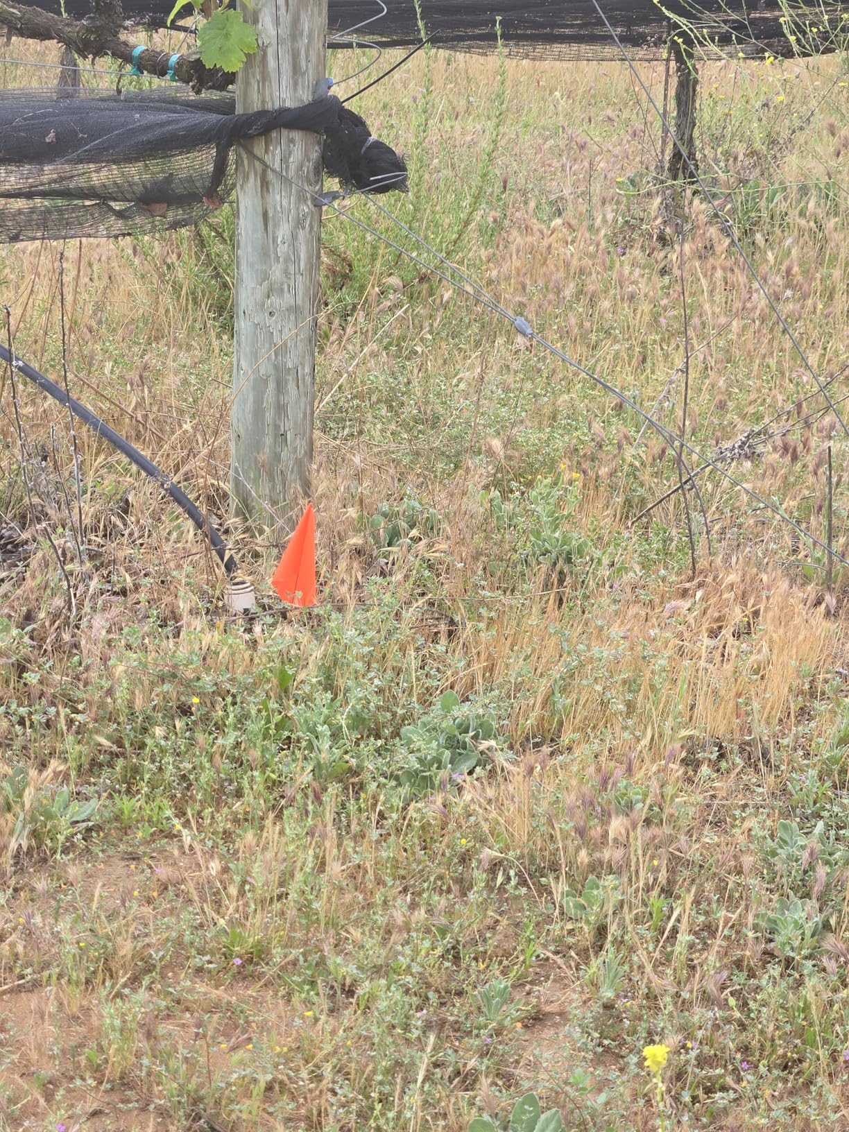 50Pack Orange Marking Flags, JIZHGRAD 13x4x5 Inch Marker Flags Use for Yard & Lawn, Boundary & Dog Training, Survey & Landscape, Sprinkler & Surveyor, Garden & Construction, High Visibility, Sturdy, Versatile, UV & Weather Resistant customer photo 1