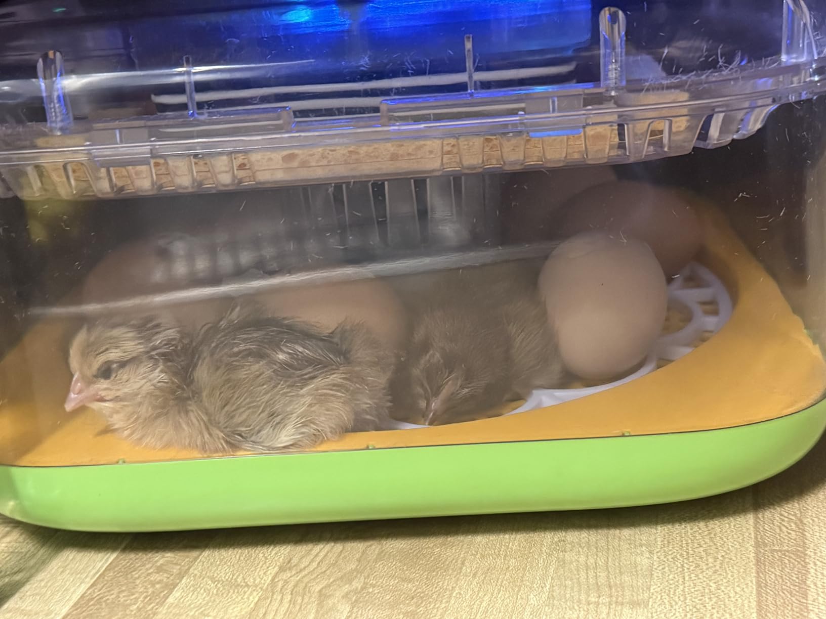 Incubator for Hatching Eggs, Temperature and Humidity Control, Automatic and Adjustable Egg Turning & Incubation Day, Built-in Egg Candler, 12 Egg Incubator for Hatching Chicken, Duck, Turkey, Bird customer photo 2