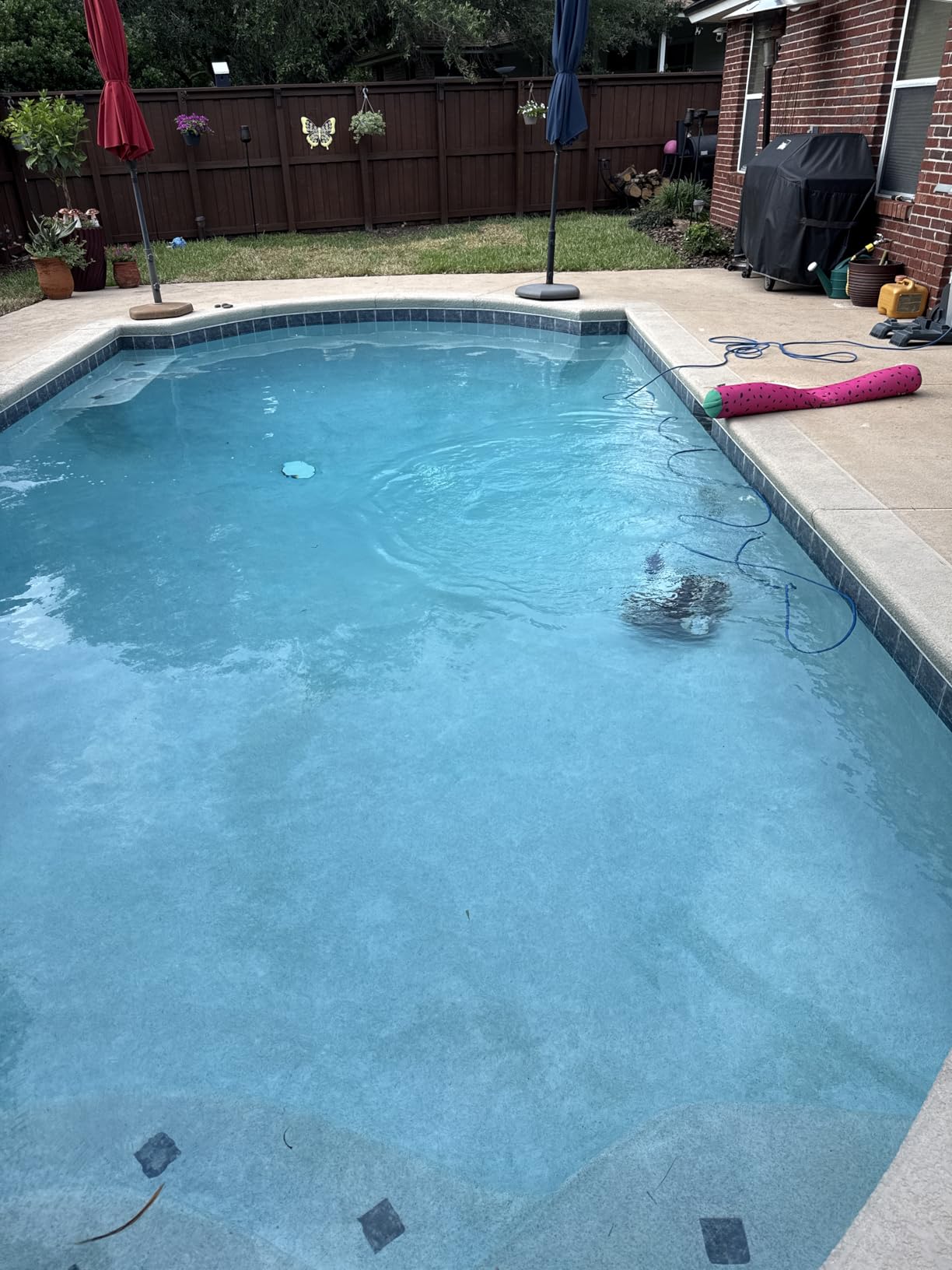Dolphin E10 Automatic Robotic Pool Vacuum Cleaner, Active Scrubber Brush, Top Load Filters Access customer photo 2