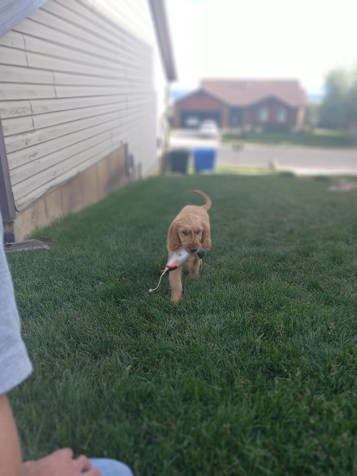 Dokken Dead Fowl Trainer - Realistic Hunting Dog Retriever Training Dummy customer photo 2