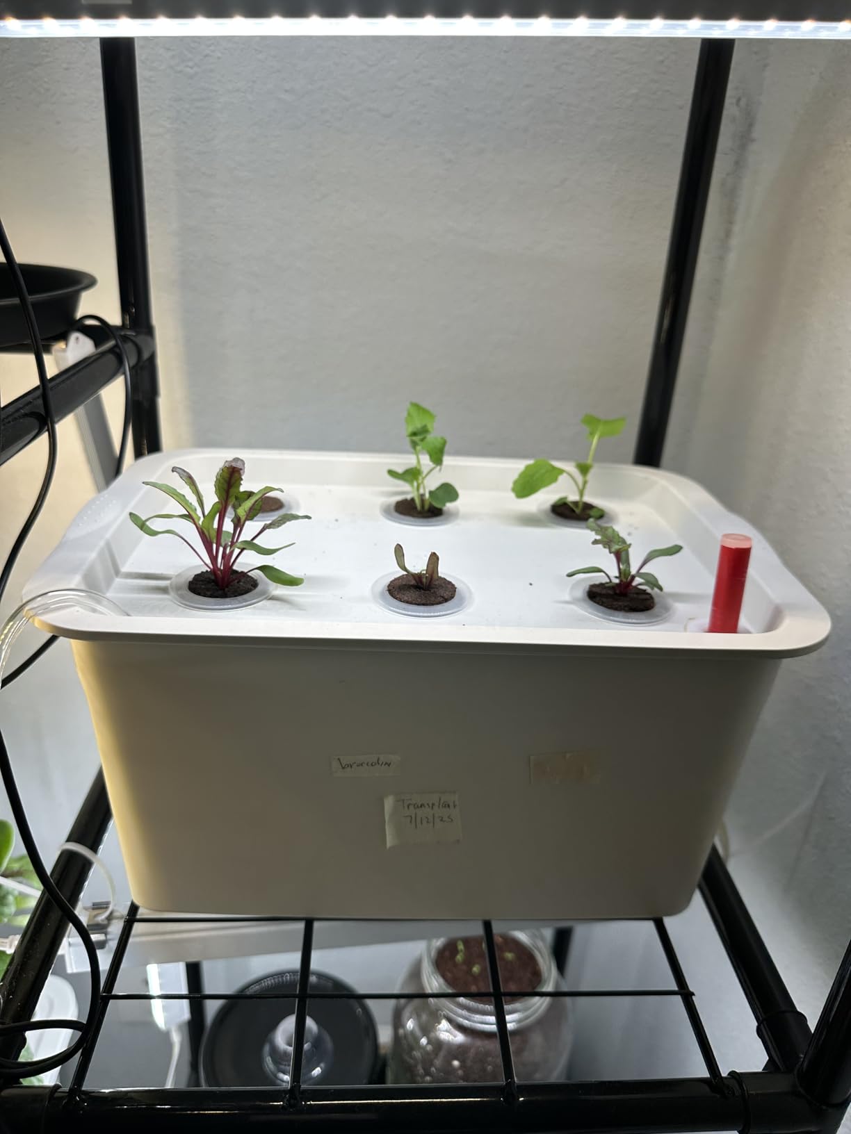 Hydroponics Grower Kit DIY Self Watering Indoor Hydroponics Tools Hydroponic System Planting Container Include Aquarium Air Pump Buoy Planting Box customer photo 2