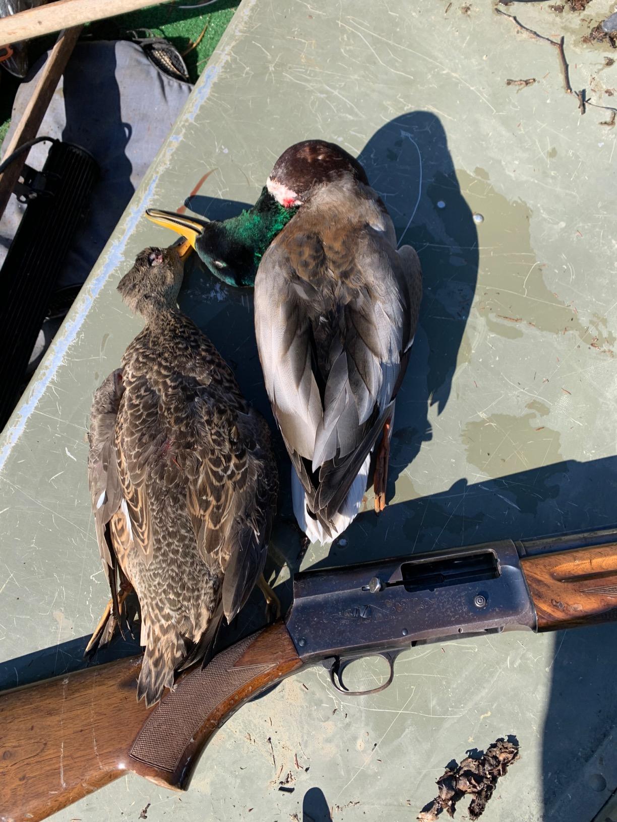 MOJO Elite Series Mini Mallard Spinning Wing Flexible Duck Decoy customer photo 2