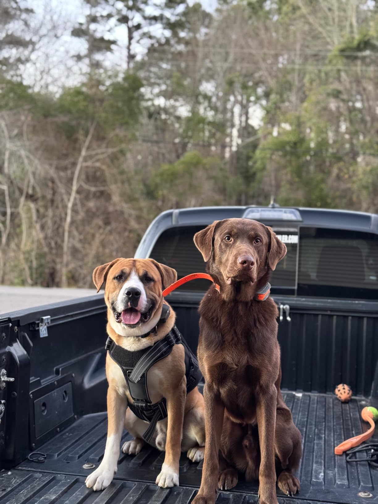 SportDOG SportHunter 825X Remote Training Collar - Half-Mile Range, Waterproof, Static/Vibration/Tone customer photo 2