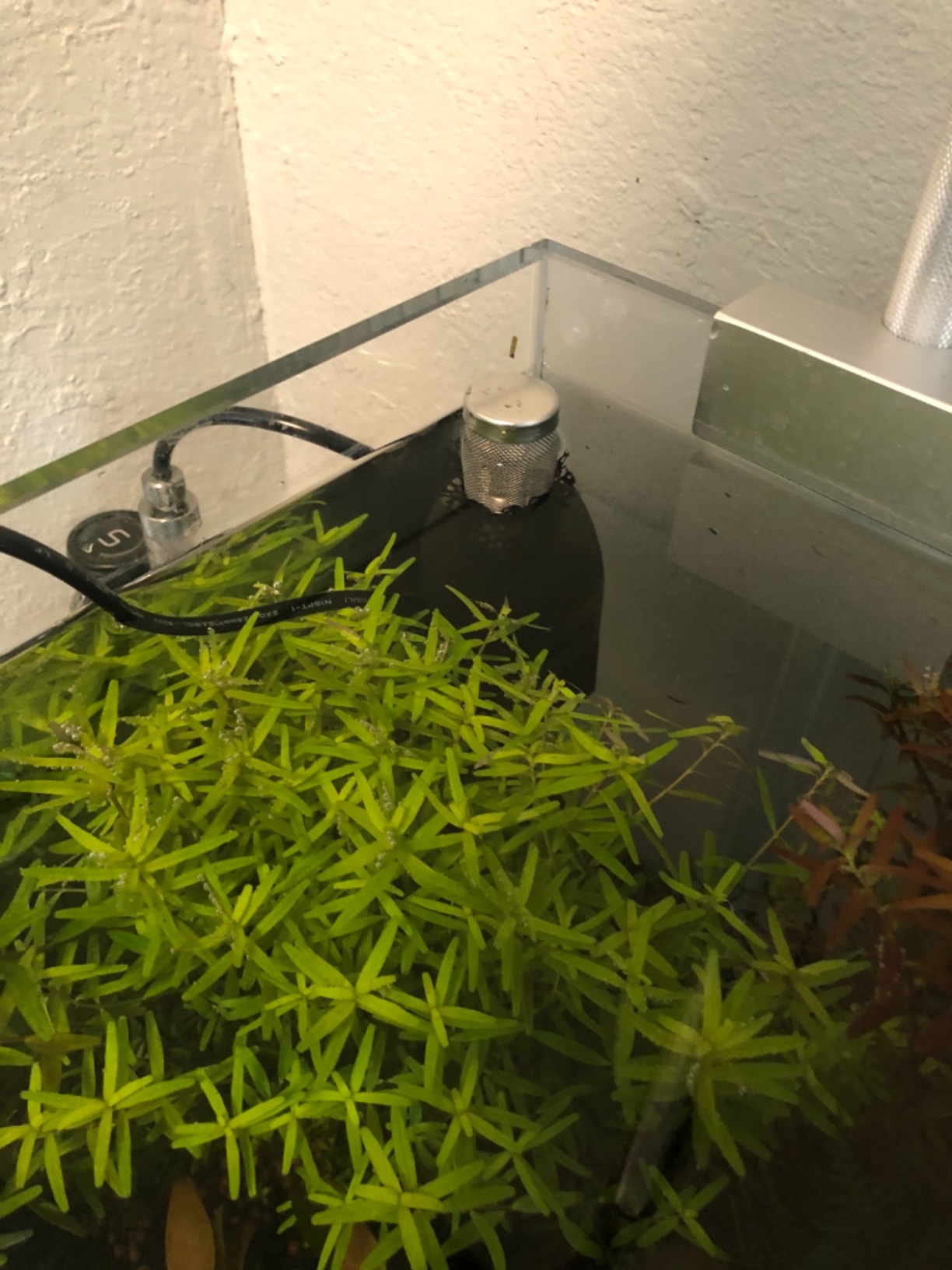 Aquatop Aquarium Surface Skimmer - 65 GPH Flow Rate - Efficient Waste Removal - Ideal for Tanks Up to 100 Gallons customer photo 2