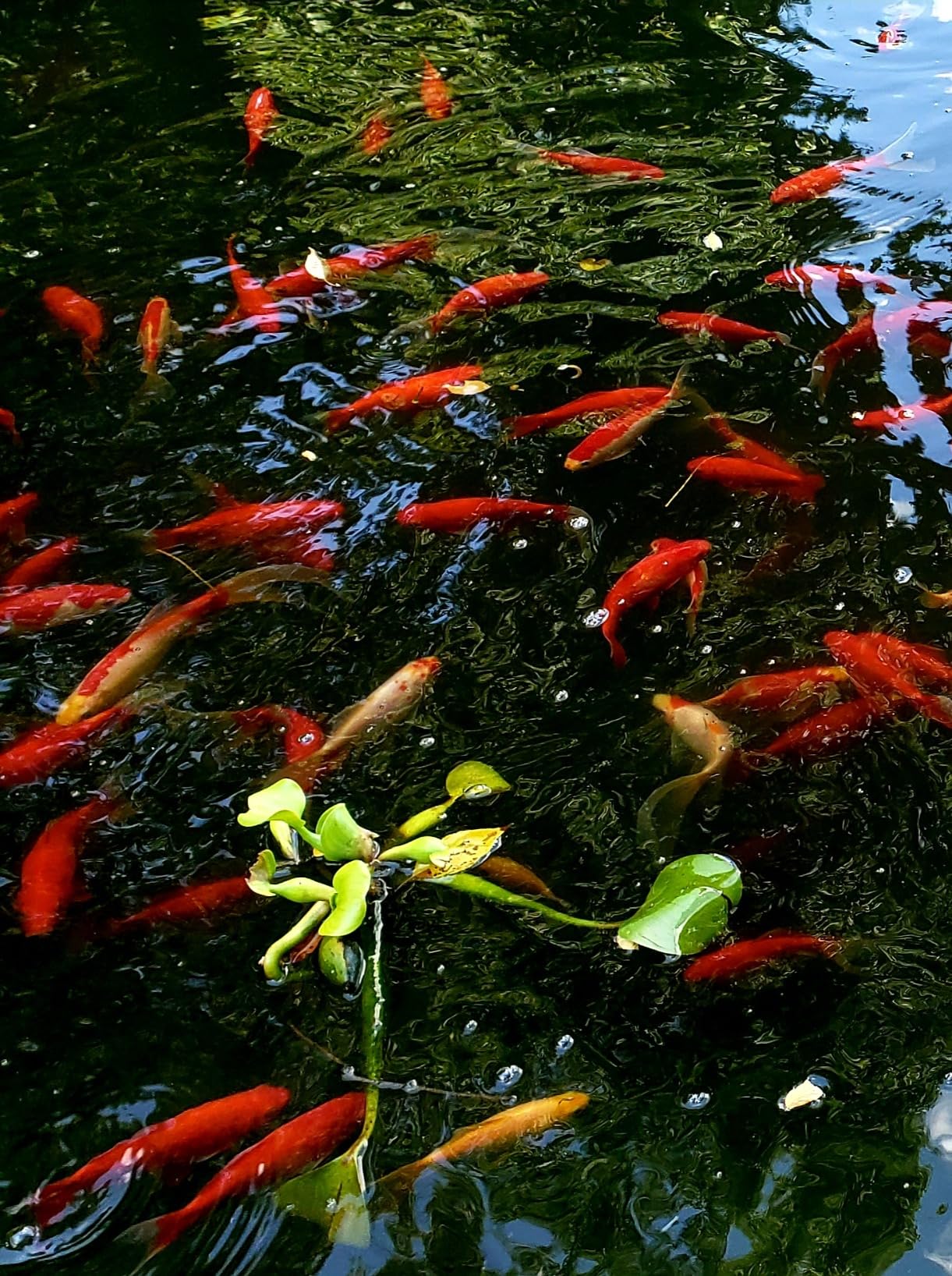 The Pond Guy UltraUV Ultraviolet Pond Water Clarifier, EPA Registered UV Light, 13 Watt customer photo 1