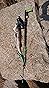 SALVIMAR Wild Pro Speargun for Spearfishing - Underwater Hunting Spear Gun with 28mm Aluminum Barrel, 6.5 mm Tahitian Shaft, 14 mm Screw in Elastics, Stainless Steel Release System customer photo 1