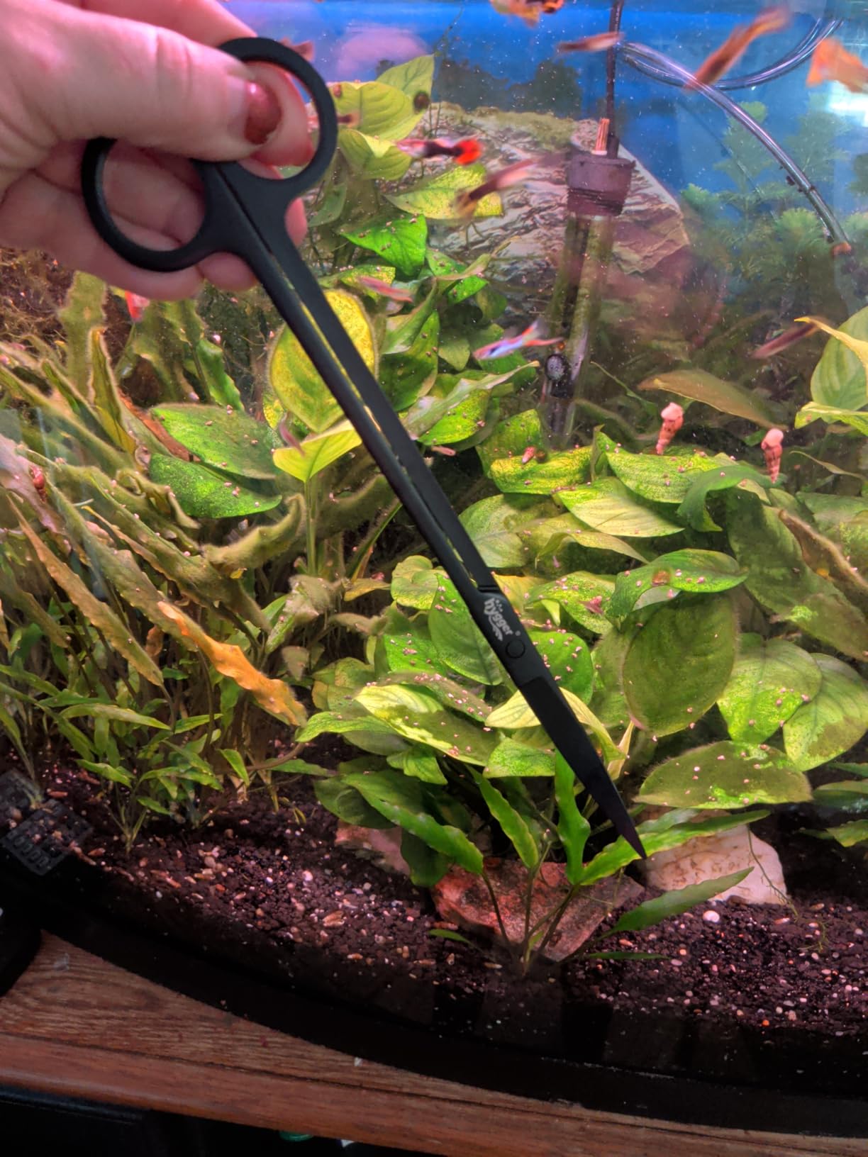 hygger Long Stainless Steel Premium Aquarium Tools, 4 PCS Aquatic Plant Tweezers Scissors Spatula Kits customer photo 2