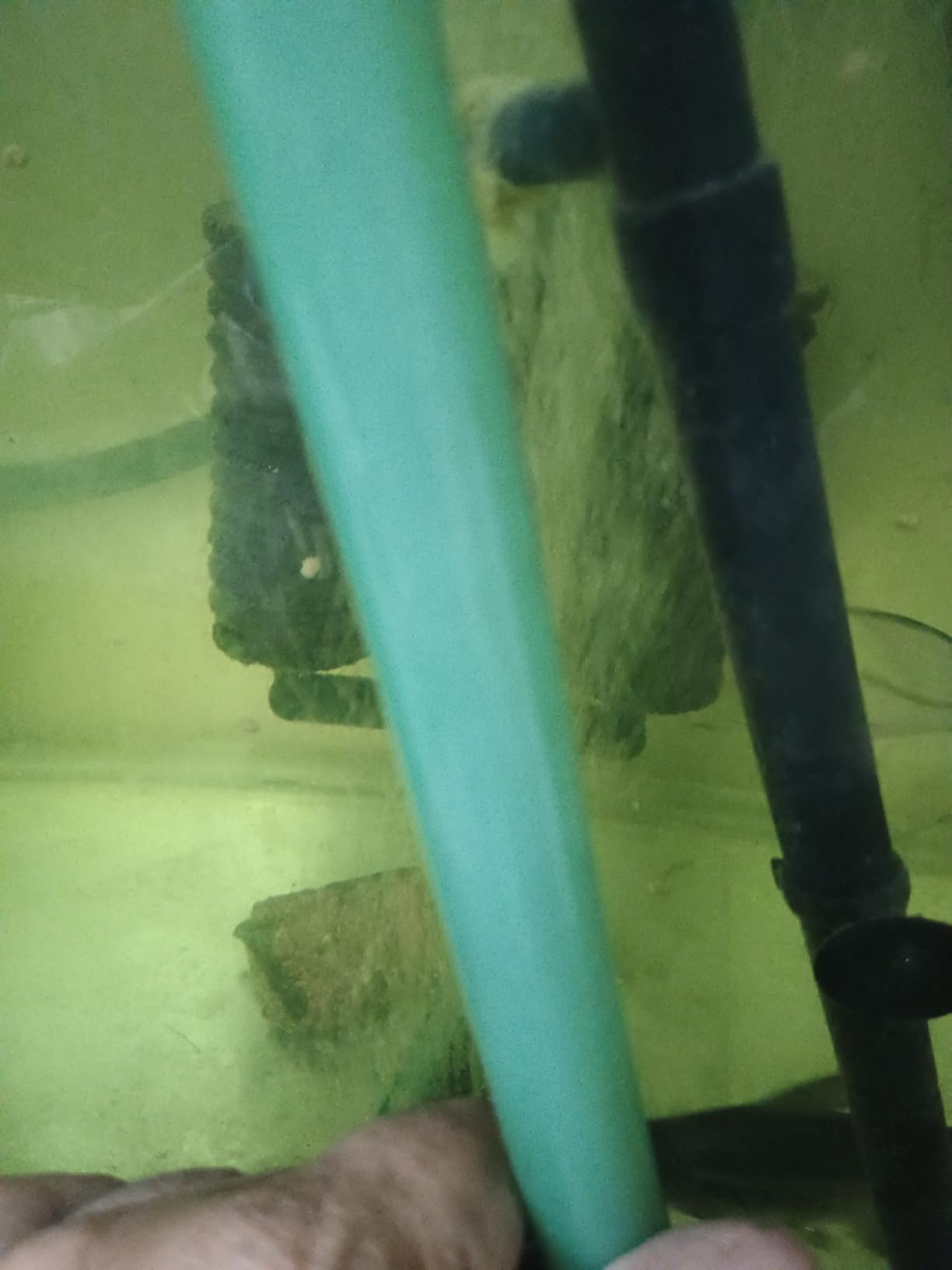 Patelai 3 Pieces Aquarium Filter Hose Brush Stainless Flexible Tube Cleaning Long Brush Double-Ended Bent Pipe Cleaner Steel Spring for Lab Fish Tank Aquarium, 3 Color(61.02 inches, 78.74 inches) customer photo 1