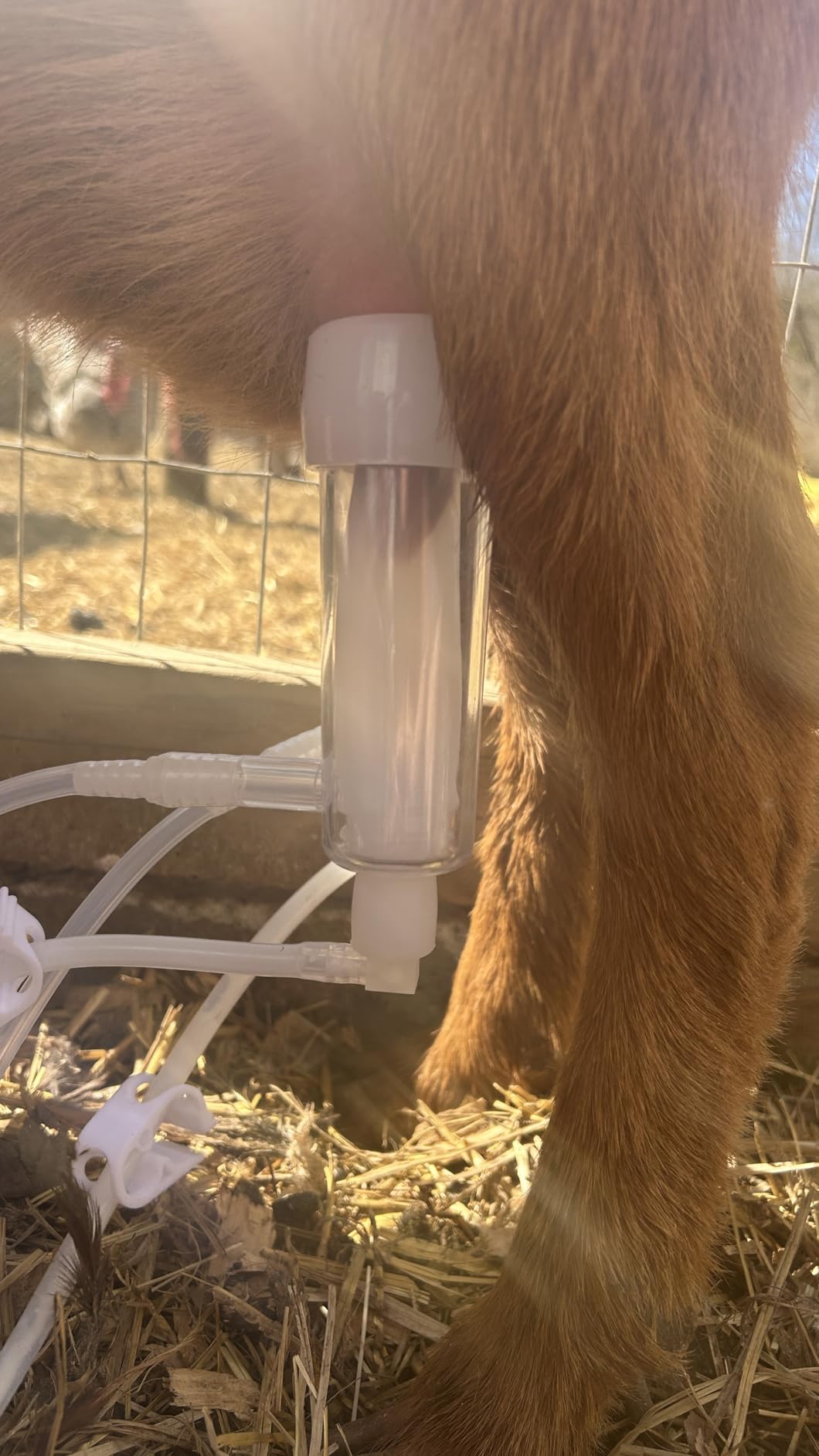 3L Goat Pulsation Vacuum Electric Milking Machine, Automatic Pulsation Breast Pump with 2 Teat Cups Stainless Steel Bucket for Goat customer photo 3