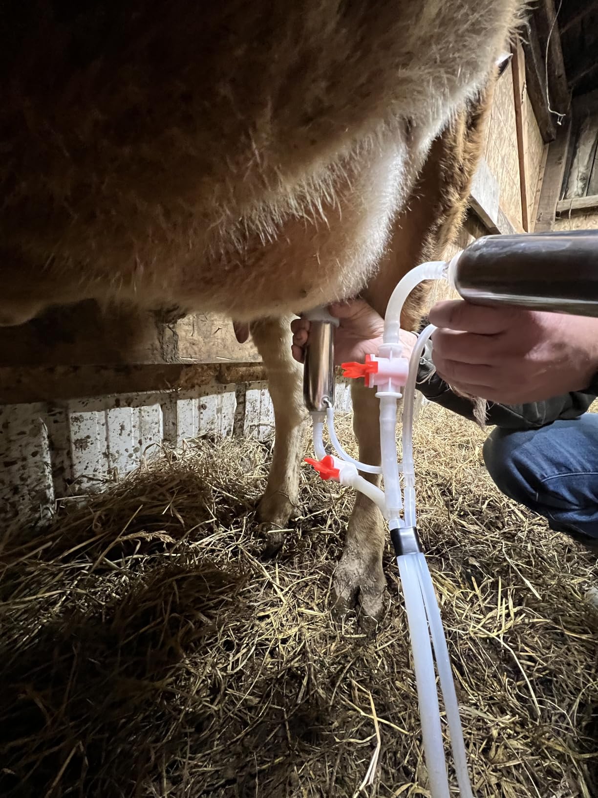 Milking Machine for Goats, Pulsation Vacuum Pump Milker Adjustable Speed Double Head Milker 3L/0.8 Gallon customer photo 1