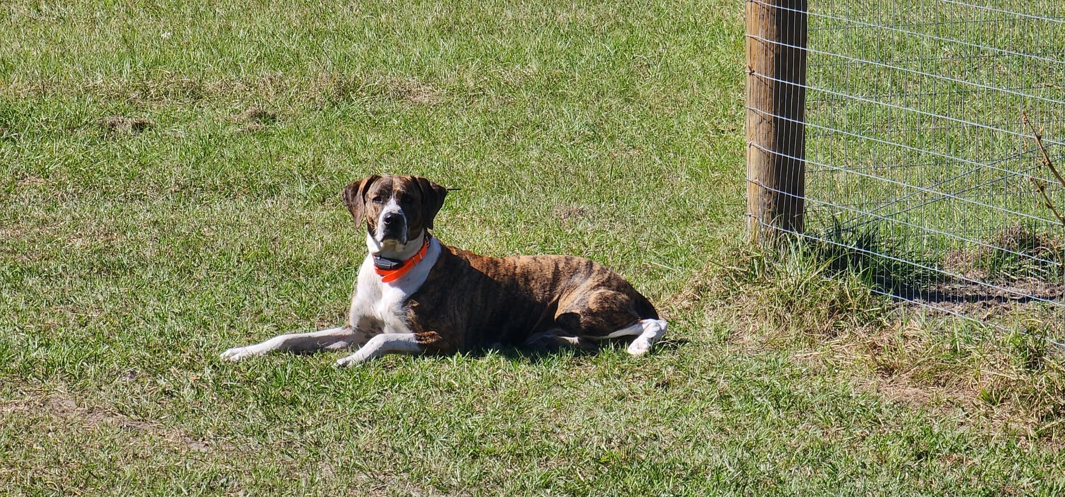 Dogtra Pathfinder 2 GPS Dog Training Collar - 9 Mile Range, Tracking & Containment, Stimulation/Vibration/Tone customer photo 1