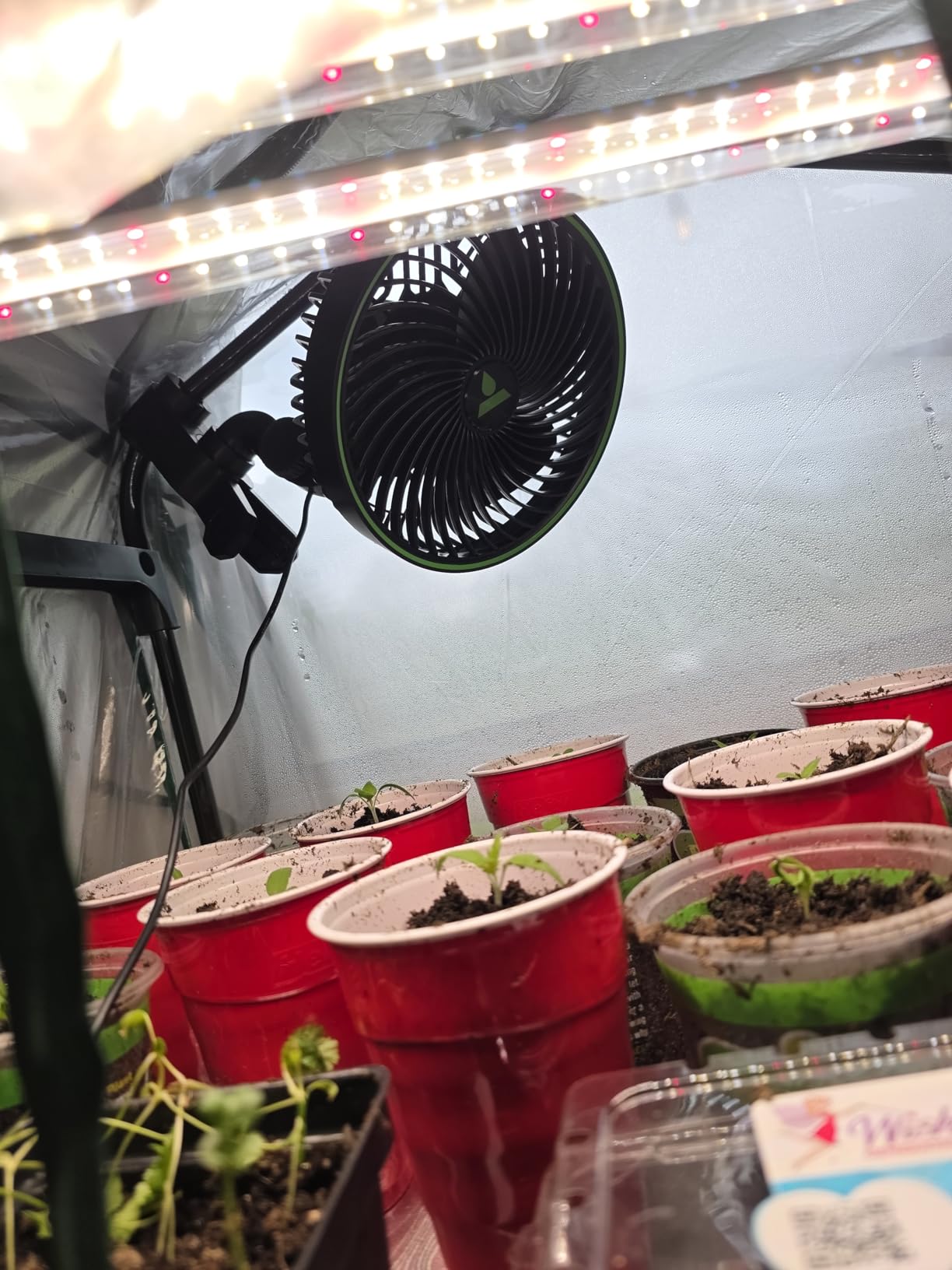 VIVOSUN AeroWave E6 Gen2, Grow Tent Clip Fan 6'', EC Motor, Smart Control, Powerful Oscillating Fan, Local Timer, Weatherproof IP54, for Hydroponics Circulation Cooling, Black customer photo 1