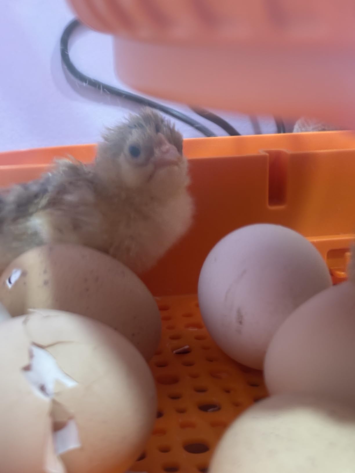 Chickcozy 25 Egg Incubator, Automatic Egg Turner with Thermometer Seat and Humidity Control, Egg Candler, 360 Degree View with Clear Window, Incubators for Hatching Chicks (Sunlit Orange) customer photo 2