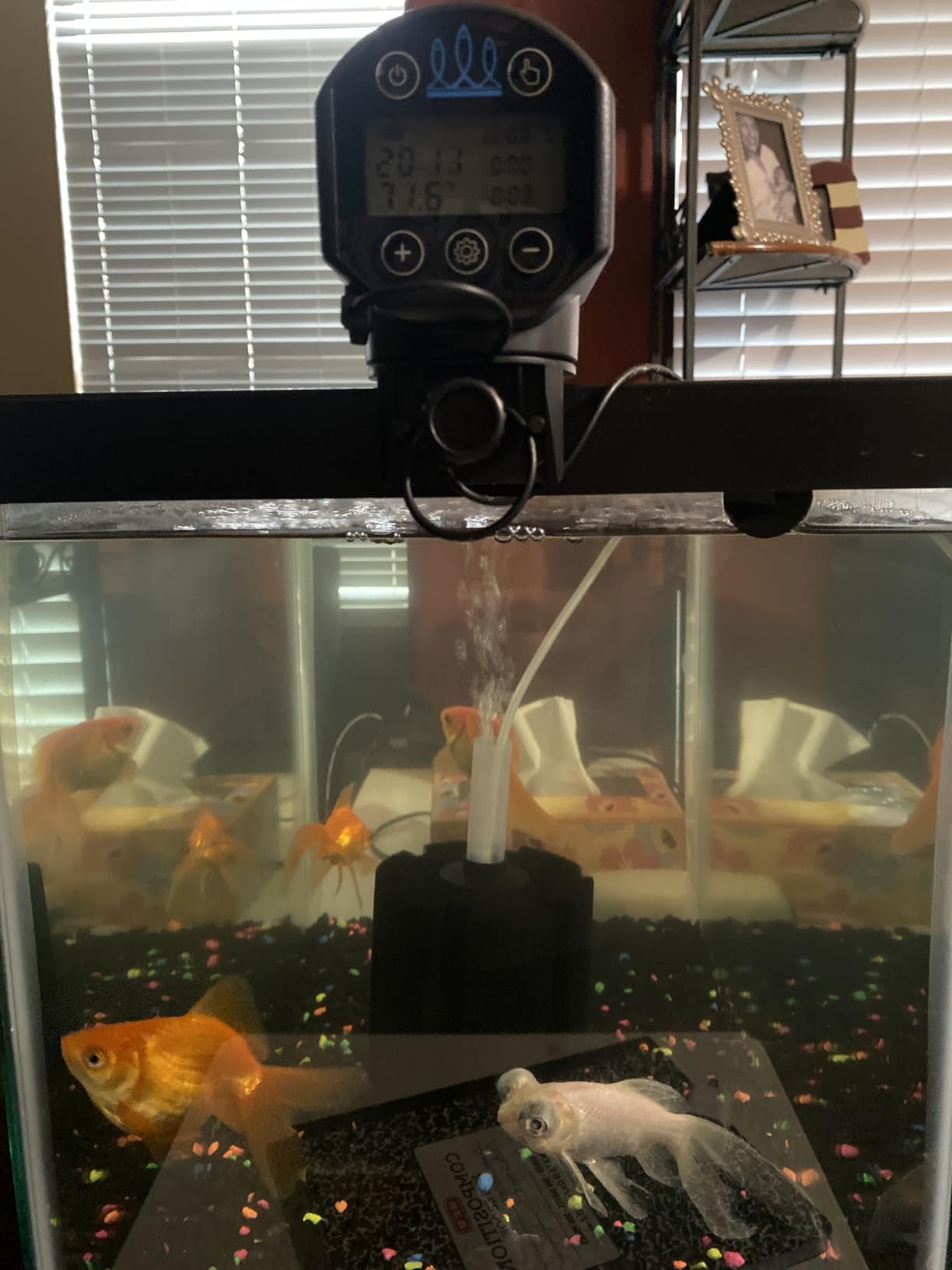 FISHNOSH Automatic Fish Feeder for Aquarium with Digital Thermometer - 2026 Auto Fish Food Dispenser Programmable, Vacation Feeder for Fish, Adjustable Portions customer photo 2