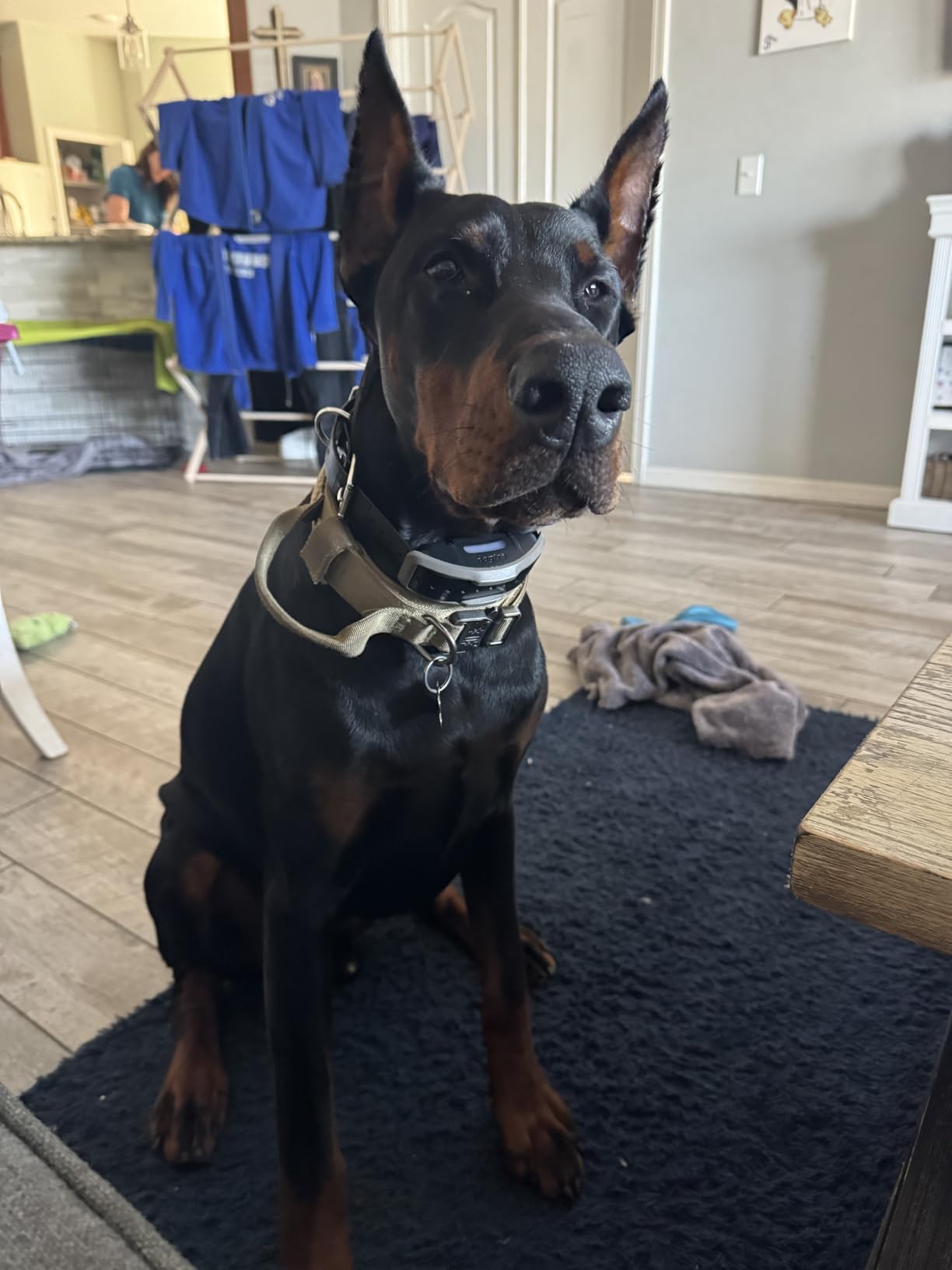 Dogtra 1900X E-Collar for Dog Training - 3/4 Mile Range, IPX9K Waterproof, 100 Stimulation Levels customer photo 1