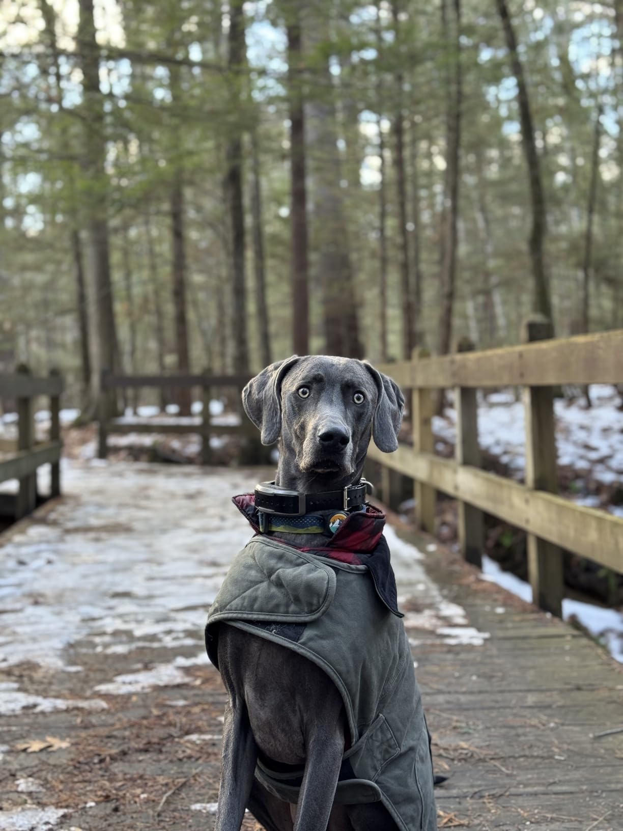 Dogtra 1900X E-Collar for Dog Training - 3/4 Mile Range, IPX9K Waterproof, 100 Stimulation Levels customer photo 2