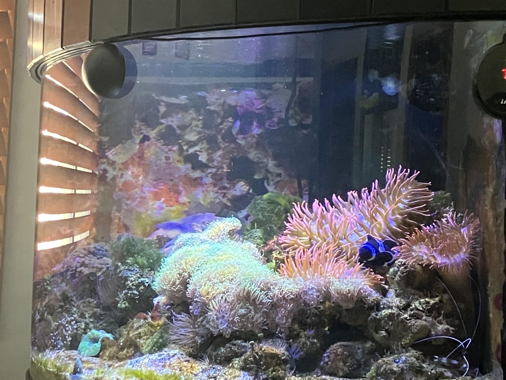 WiFi Automatic Fish Feeder with 2.5K Camera, 2.4/5G Programmable Visual Aquarium Feeder, Smart App Control & Monitor, 230ML Fish Food Dispenser for Vacation, Saltwater, Freshwater Tanks customer photo 2