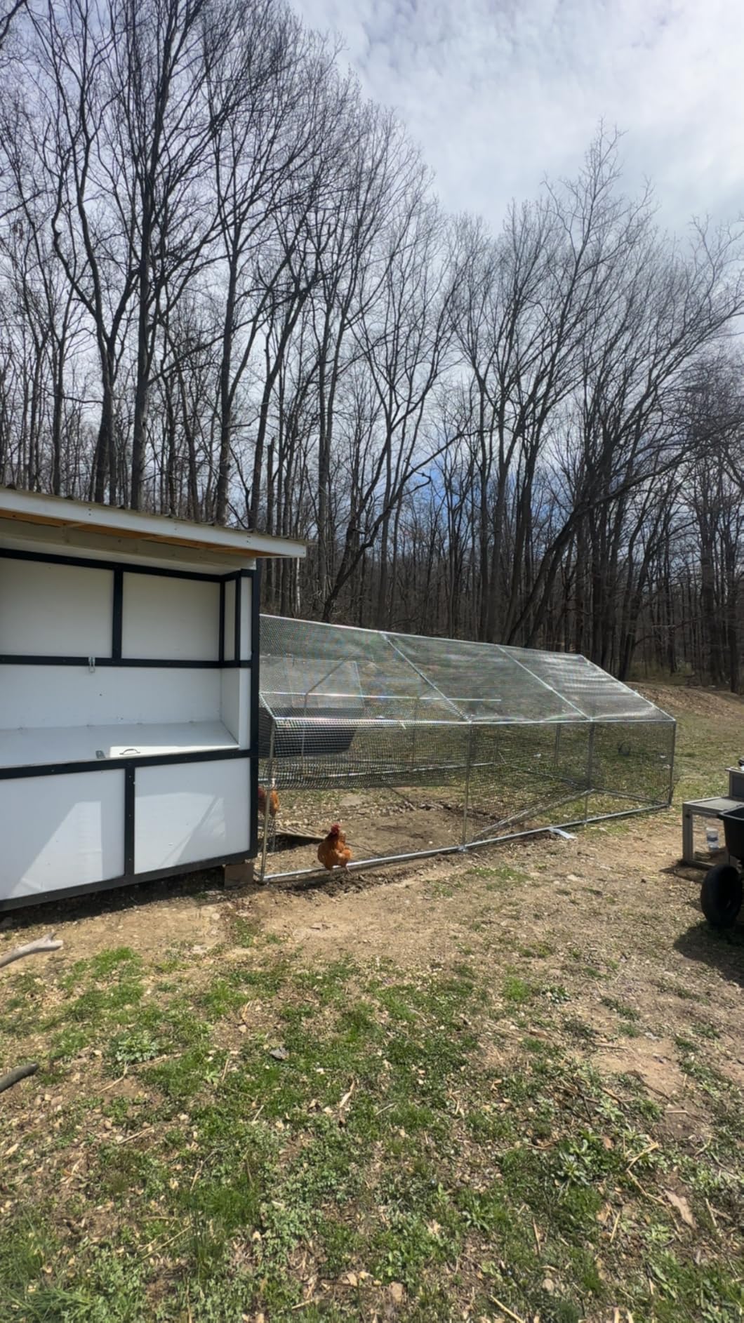 CAMMOO Metal Chicken Coop with Run, 9.8x6.6x6.6ft Walk-in Chicken Run for Yard with Cover, Upgrade Double Lock & Rust-Proof Mesh, Stainless Steel Ties, Easy Assembly, Chicken Pen for Ducks, Rabbits customer photo 2