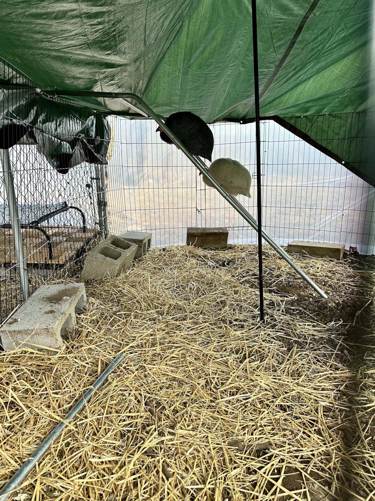 Quictent Advanced Series 24x9 ft Metal Chicken Coop Run with Side Hardware Cloth, Large Walk-in Outdoor Poultry Cage Heavy Duty Predator Proof Hen Duck Rabbit Farm Pen House, Waterproof Anti-UV Cover customer photo 1