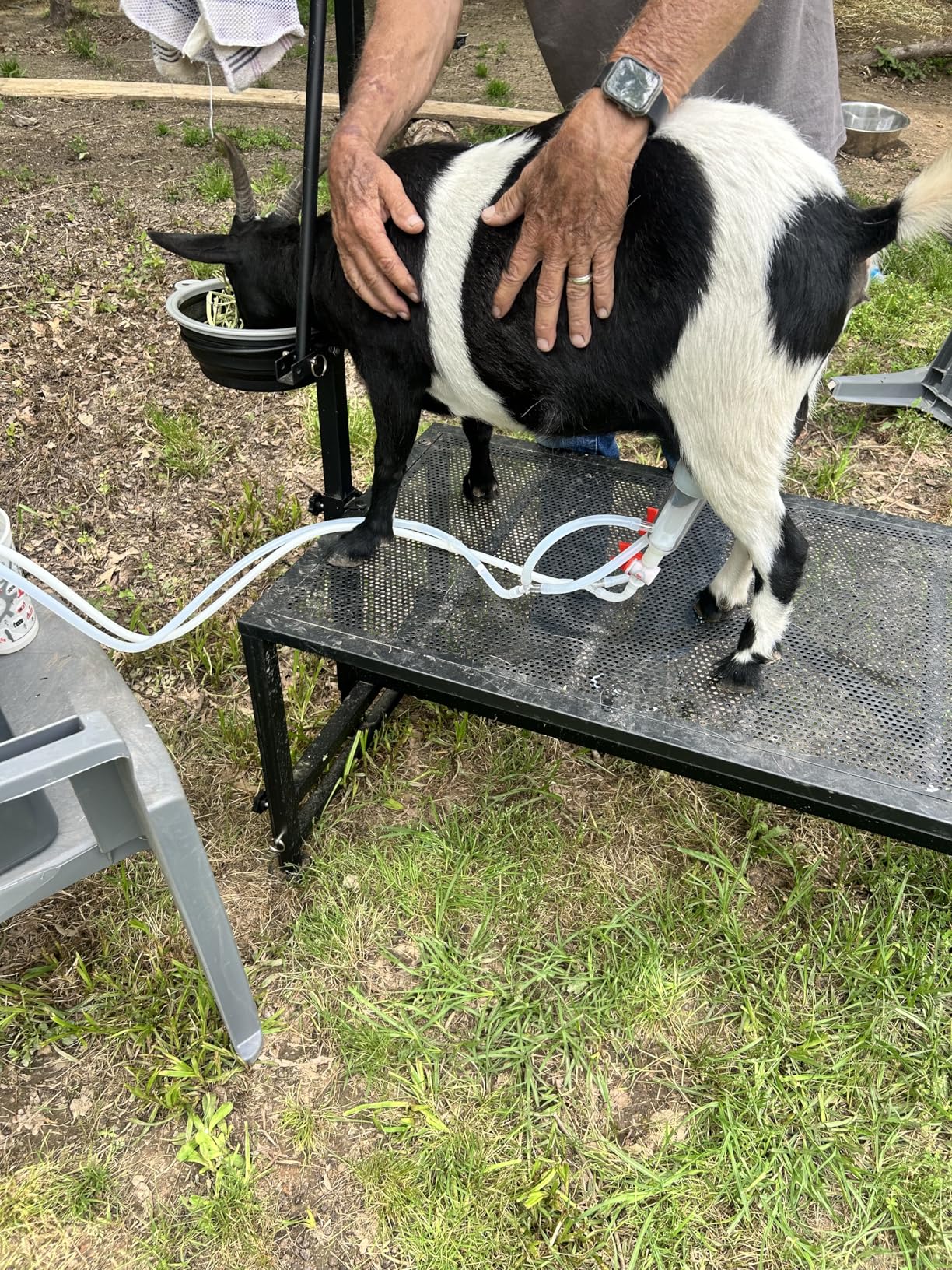 VEVOR Goat Milking Machine, 0.8 Gal / 3 L Food-Grade Stainless Steel Bucket, with 5200 mAh Rechargeable Battery, 2 Teat Cups, Cordless Portable Pulsation Vacuum Electric Milking Machine for Goats Only customer photo 1