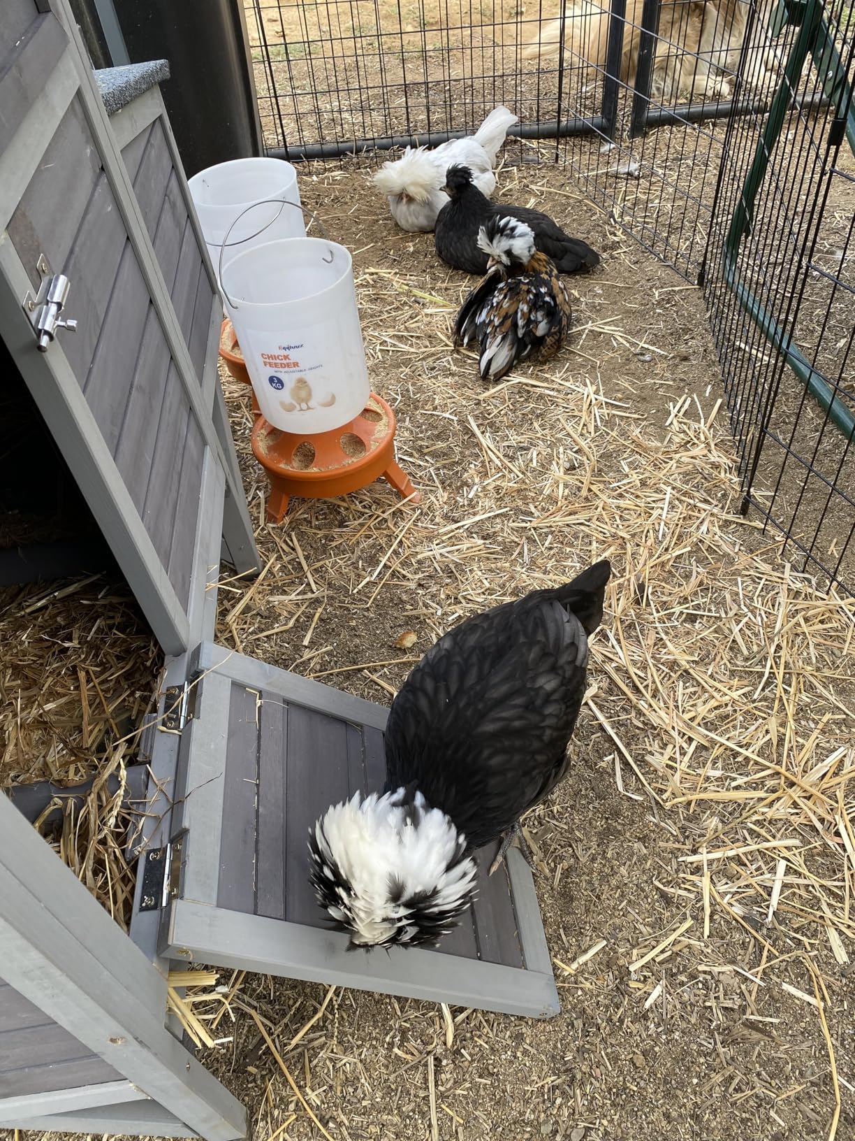 Aivituvin Extra Large Chicken Coop for 8-12 Chickens, Reinforced Outdoor Wooden Hen House with Run, 6 Nesting Boxes, Easy Clean Pull-Out Tray, Waterproof Asphalt Roof - Grey, 134.5