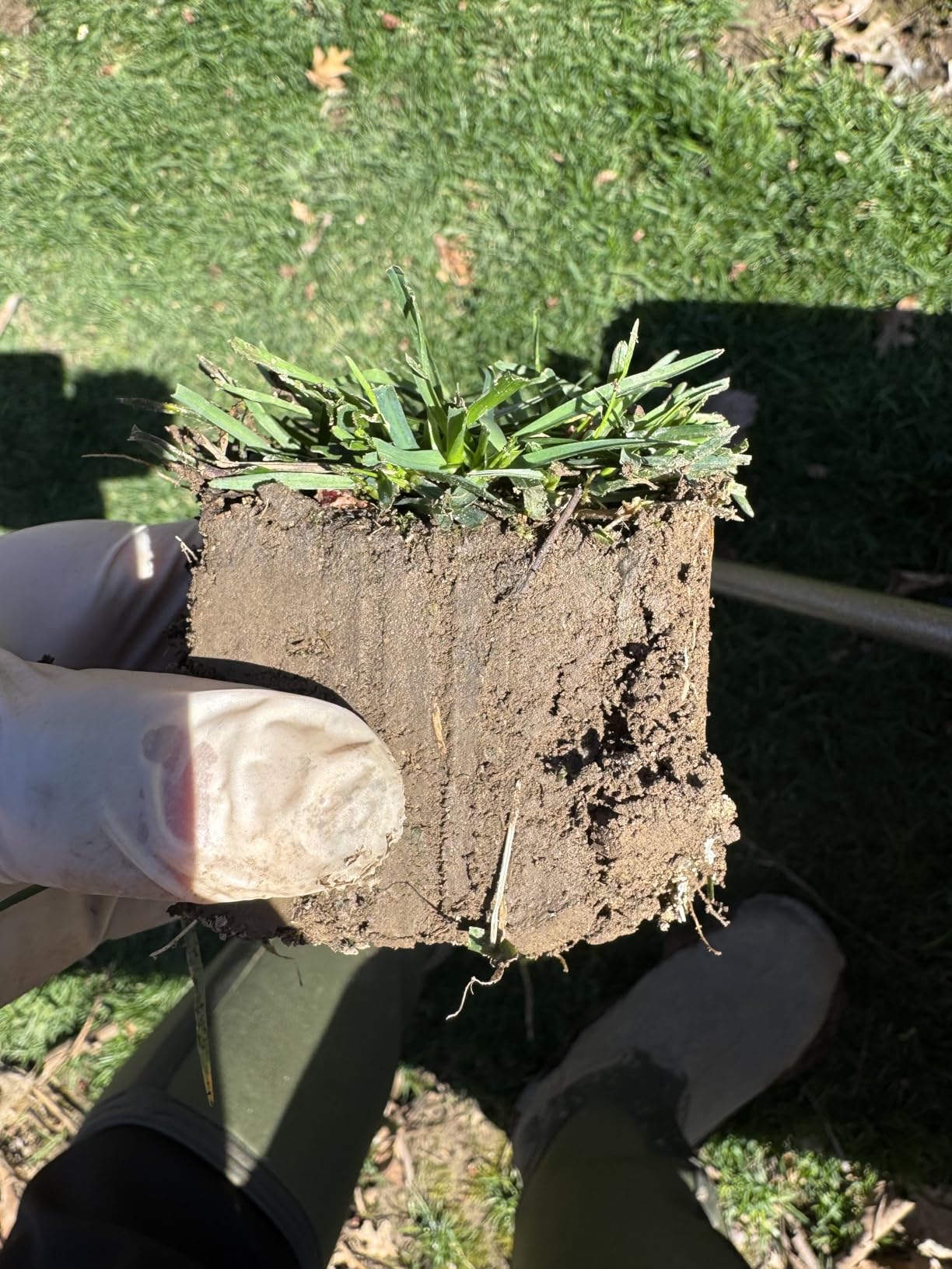 Yard Butler Sod Plugger Tool for Grass Plugs - Ergonomic No-Bend Lawn Repair for Zoysia, St. Augustine, and Bermuda - Durable Steel Grass Plugger with Soil Ejector customer photo 1