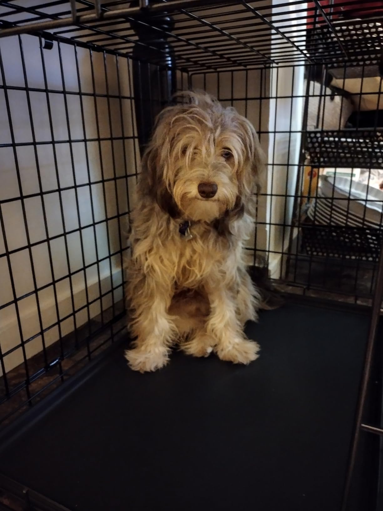 MidWest Homes for Pets Ultima Pro Heavy-Duty 36-Inch Dog Crate, Ultra-Strong Steel Double Door Pet Cage for Medium to Large Breeds, Accessories Included customer photo 1