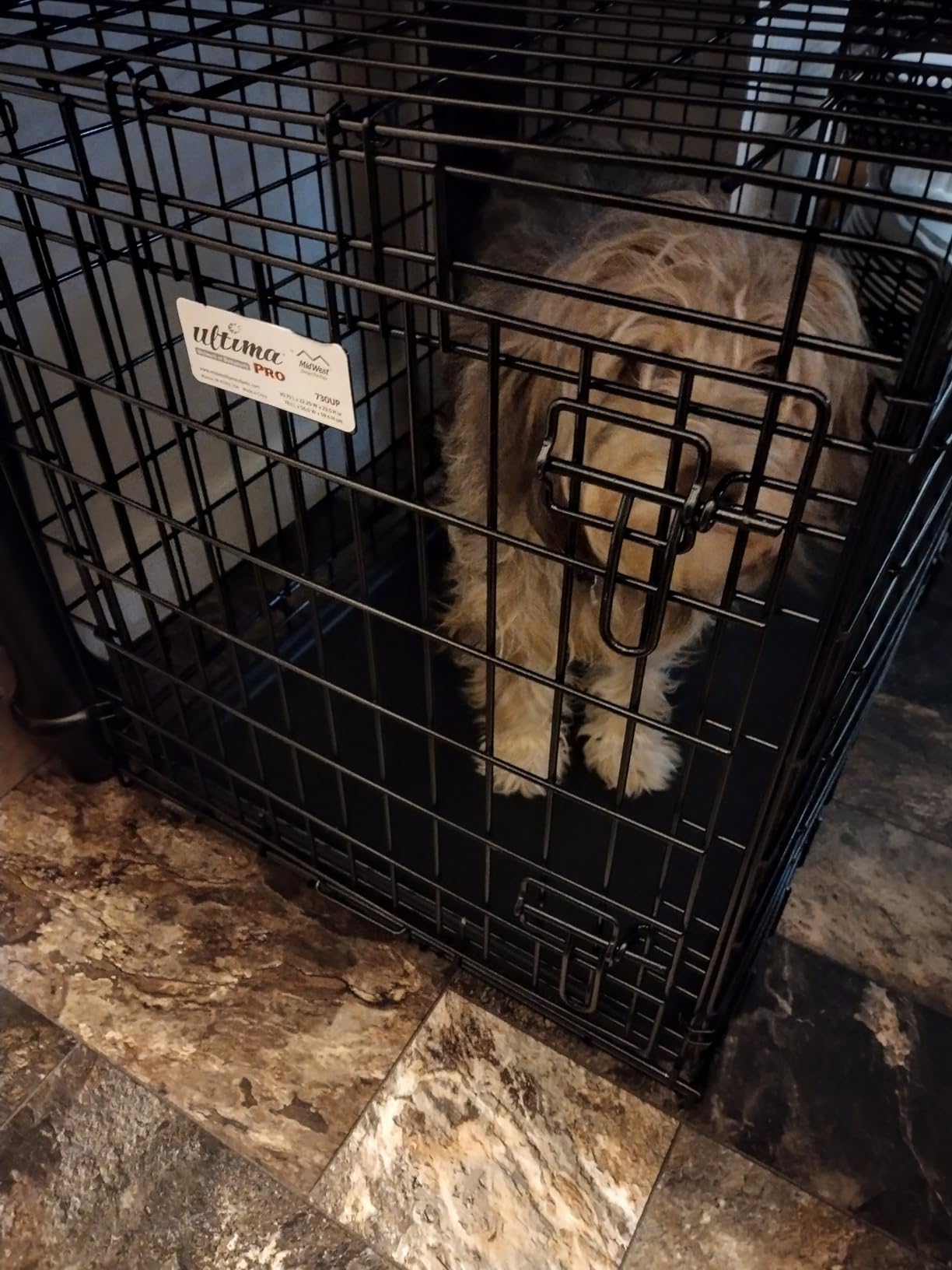 MidWest Homes for Pets Ultima Pro Heavy-Duty 36-Inch Dog Crate, Ultra-Strong Steel Double Door Pet Cage for Medium to Large Breeds, Accessories Included customer photo 2